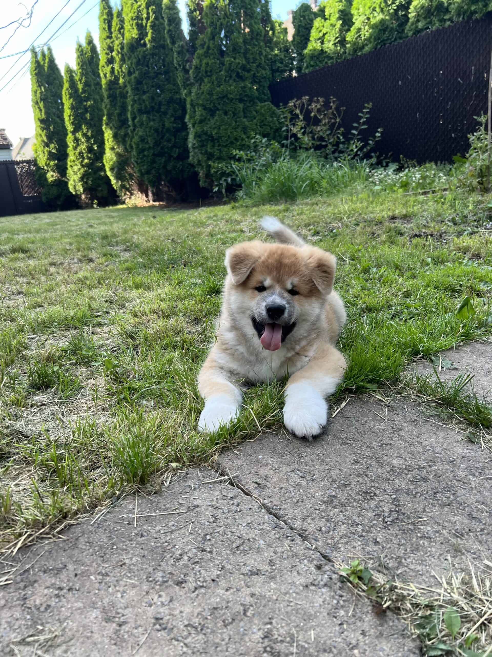 Purebred Japanese Akita puppies | PetClassifieds.com