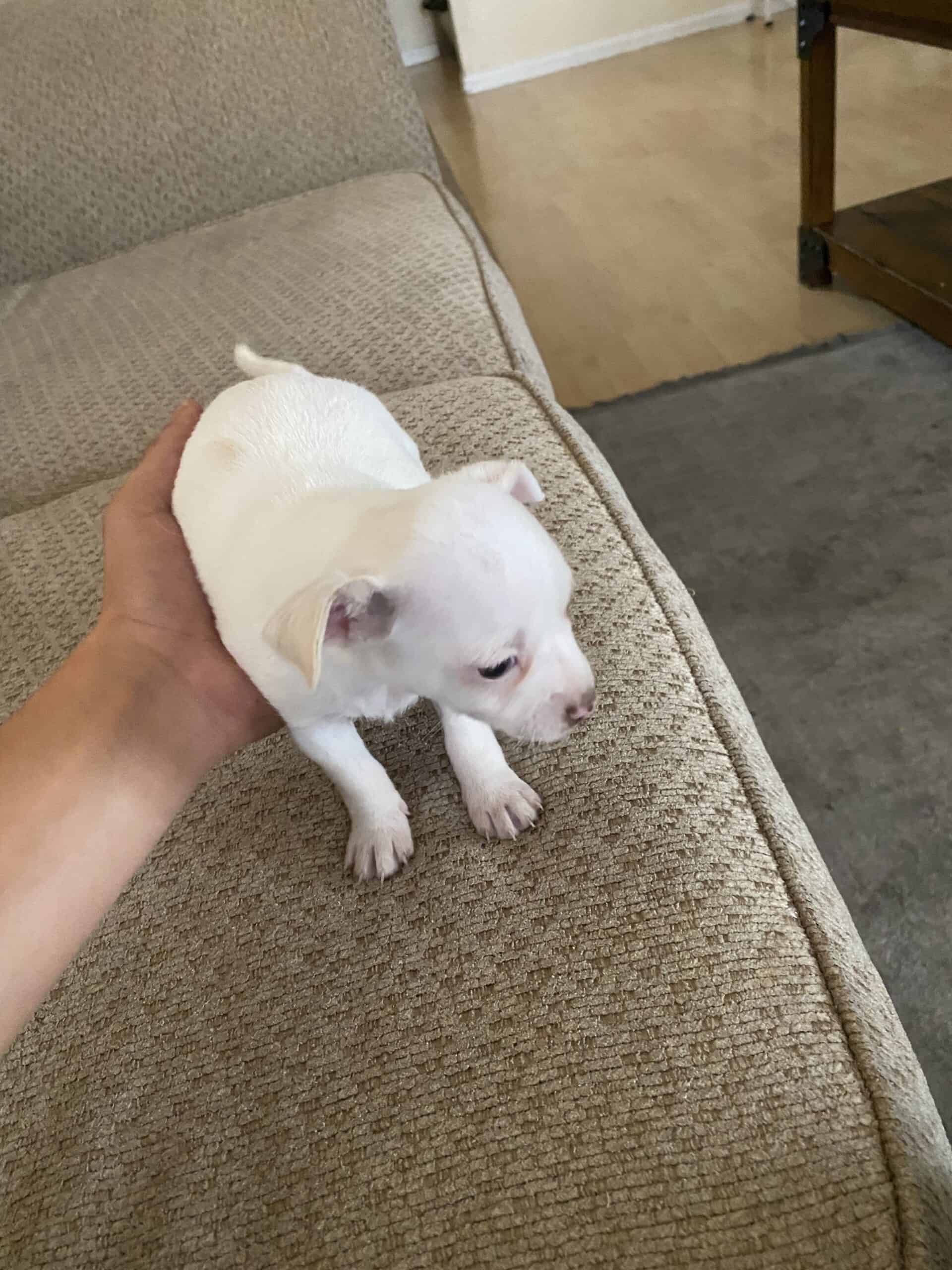 Long haired Tea cup chihuahuas | PetClassifieds.com