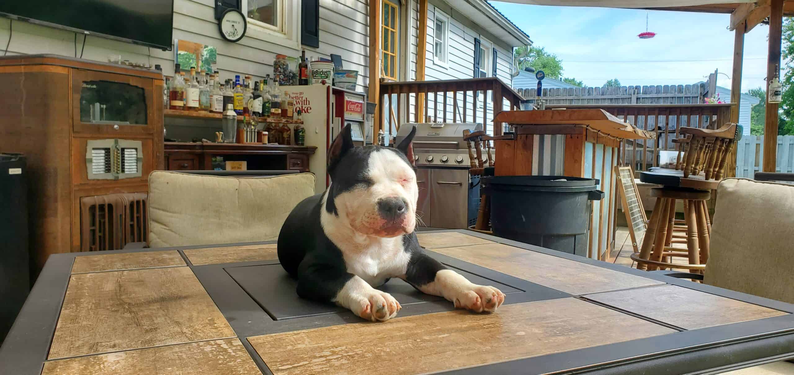 American Bully Male Puppy | PetClassifieds.com