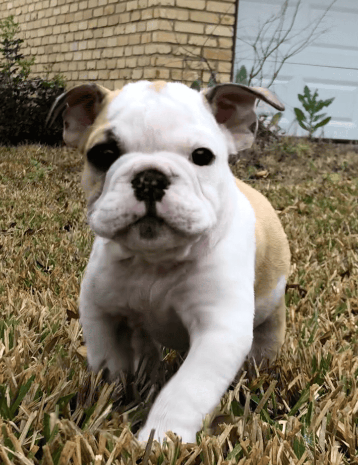 English B Bulldogs For Sale | PetClassifieds.com