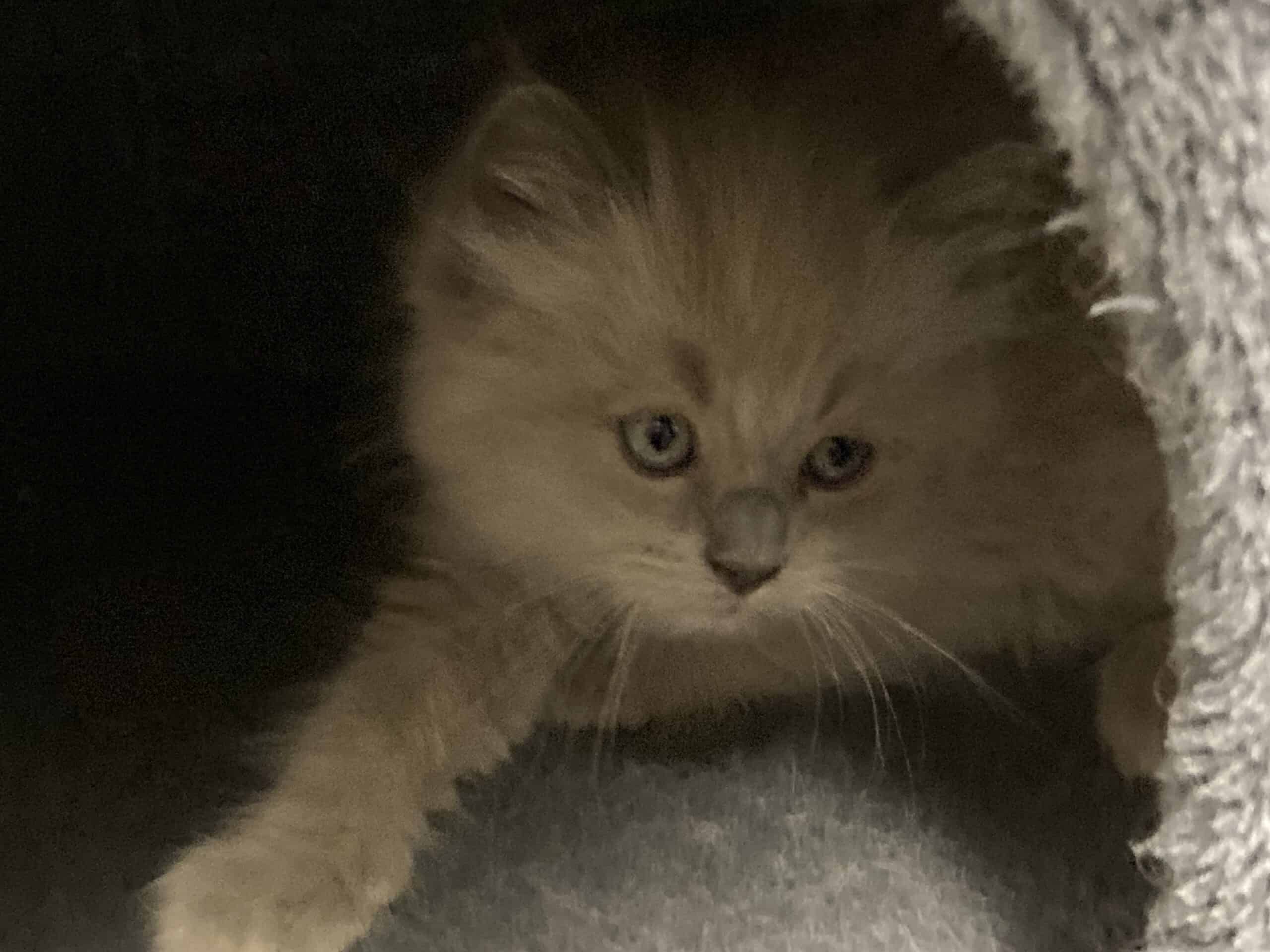 Beautiful Ragdoll Kittens 