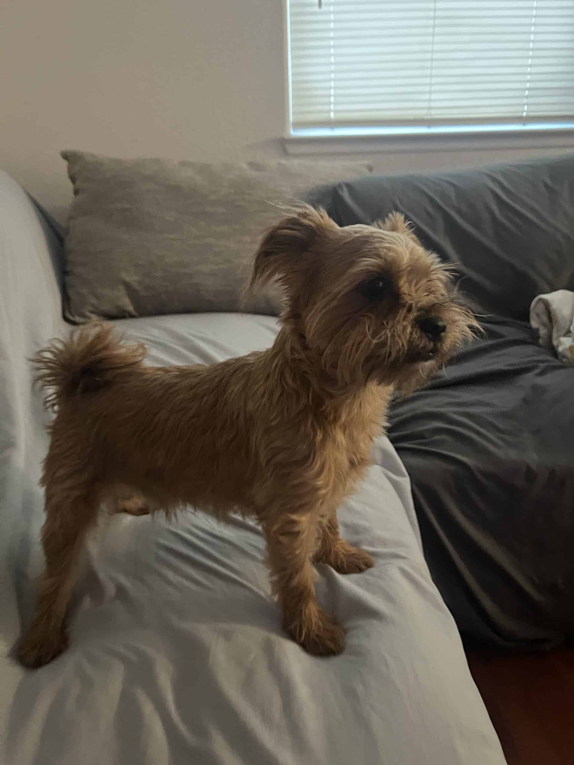 Cairn Terrier 1 Yr 