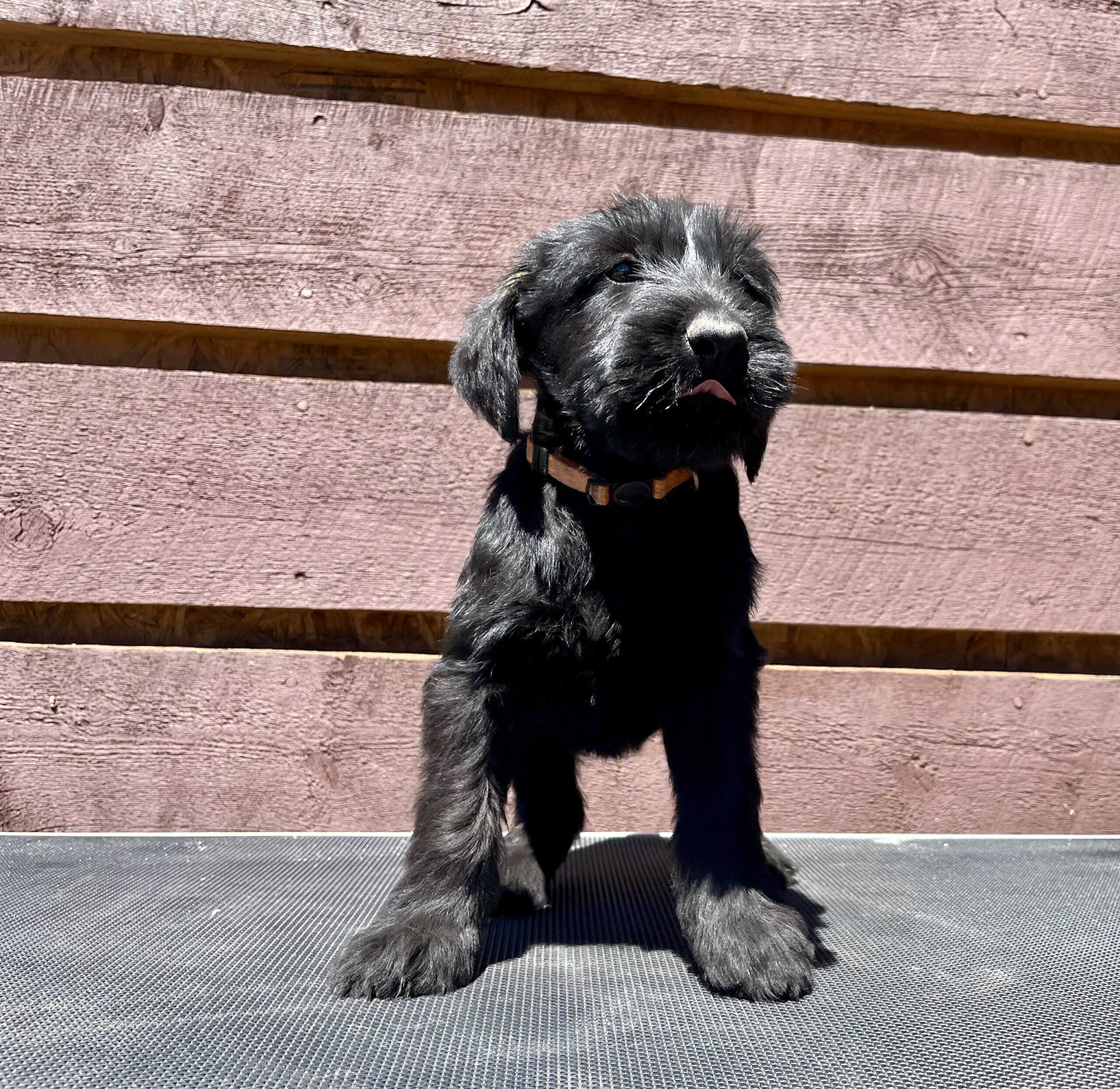 AKC Giant Schnauzer