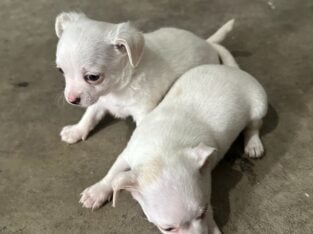 Long haired Tea cup chihuahuas | PetClassifieds.com