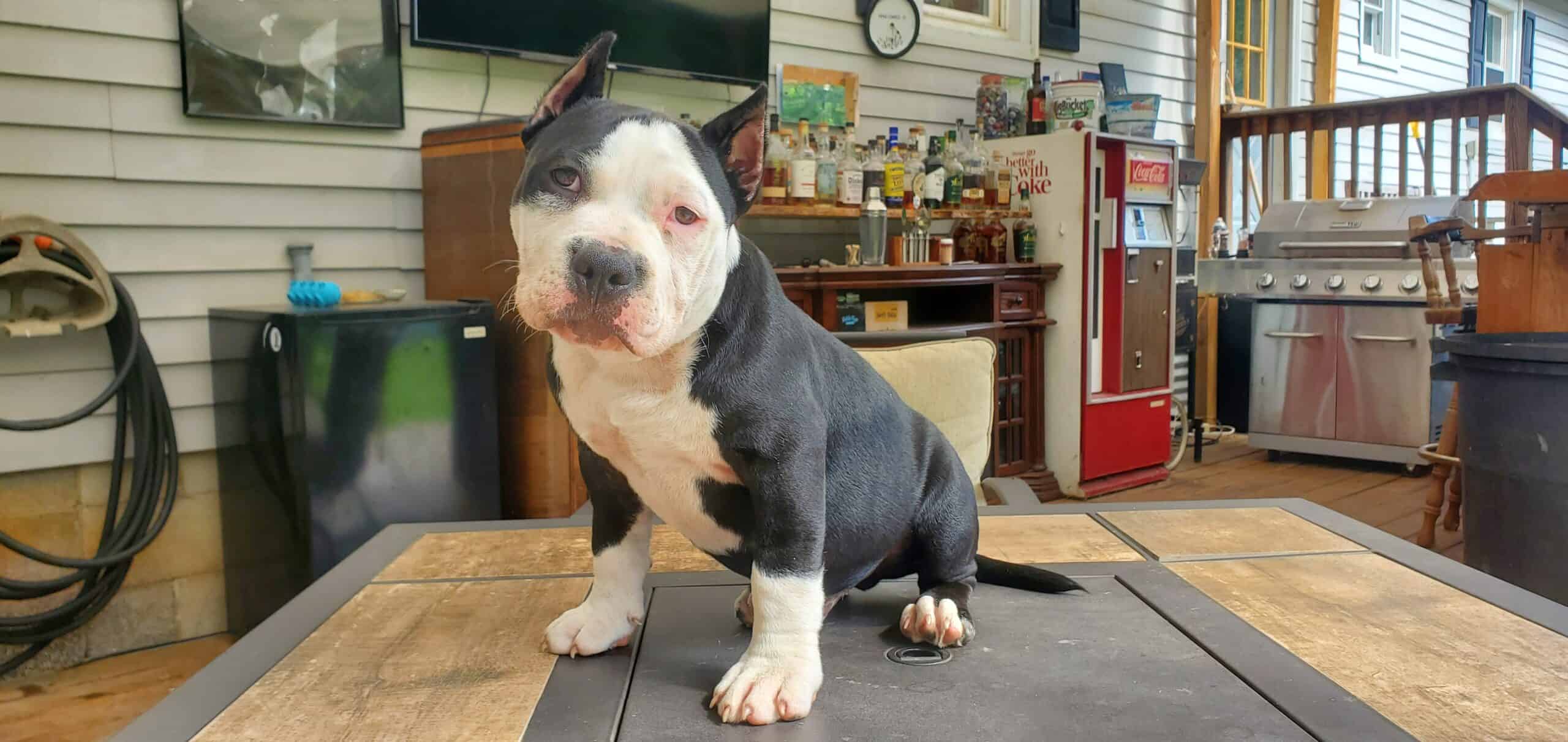 American Bully Male Puppy | PetClassifieds.com