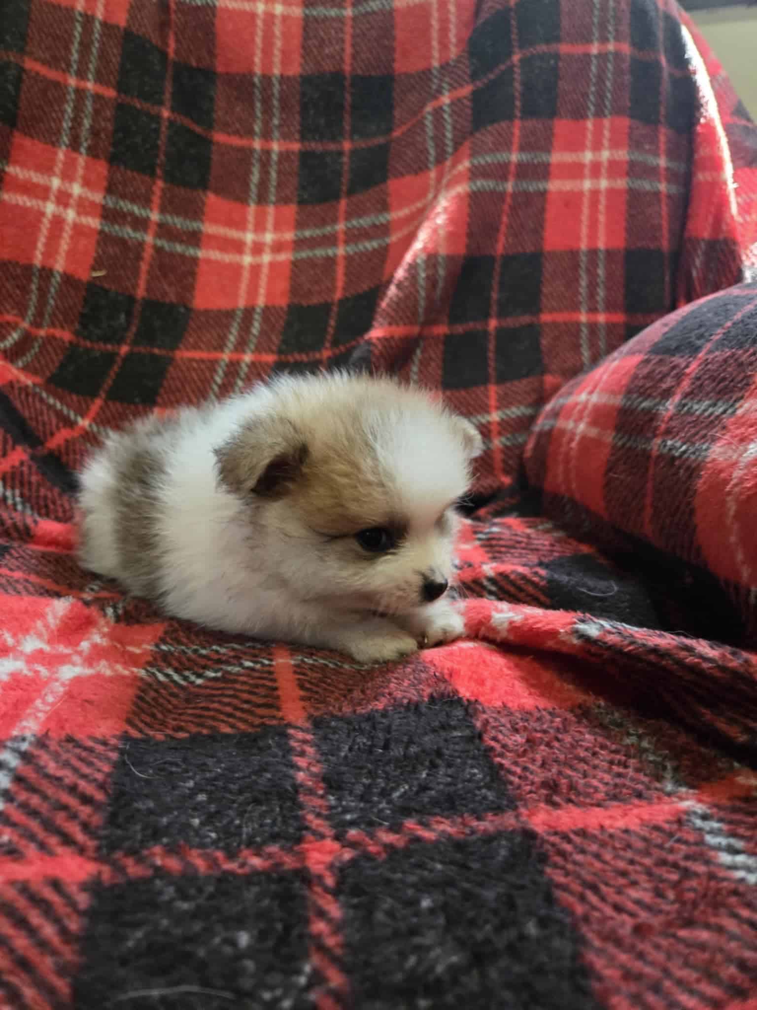 6 weeks old AKC Pomeranian pups | PetClassifieds.com