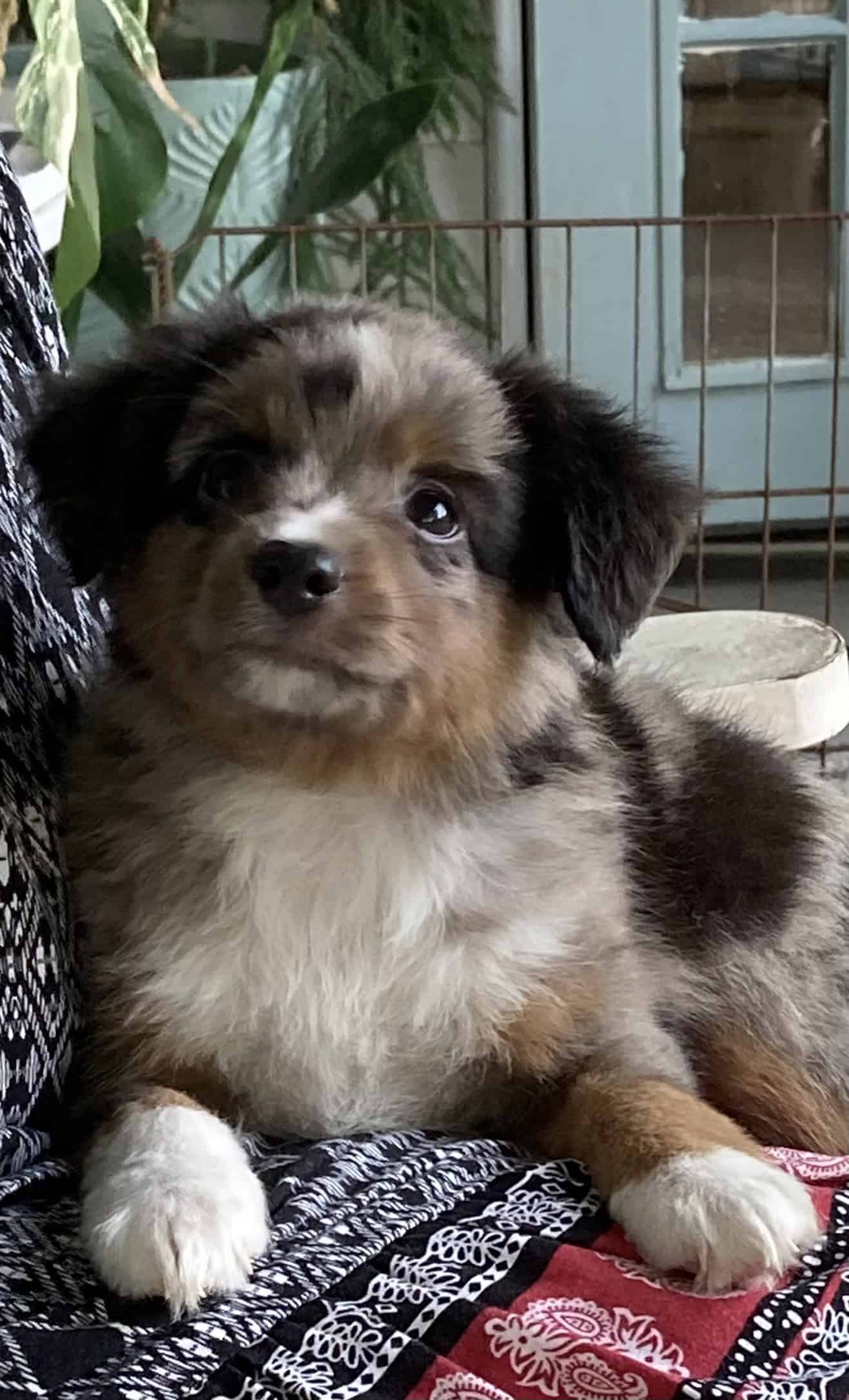 Mini Australian Shepherds | PetClassifieds.com