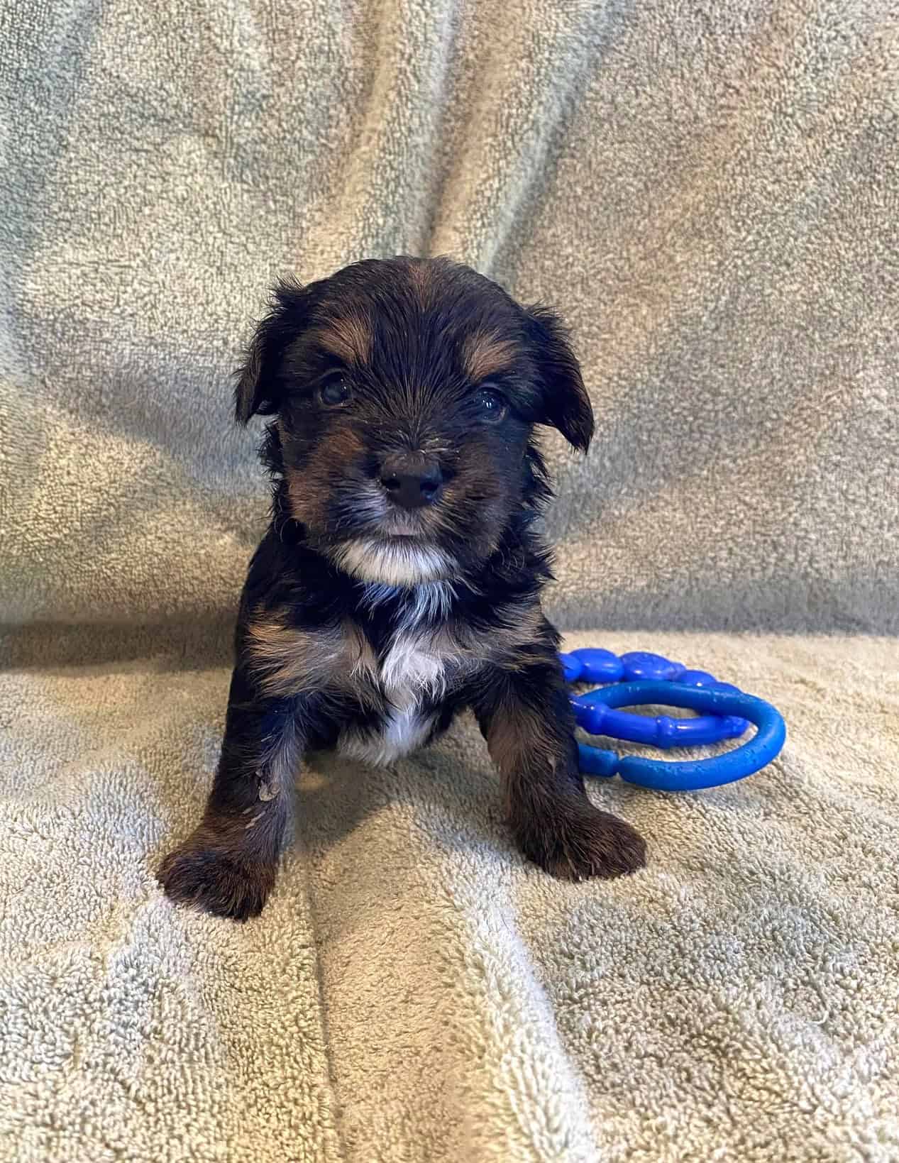 Morkie Puppies ! (Maltese X Yorkie) | PetClassifieds.com