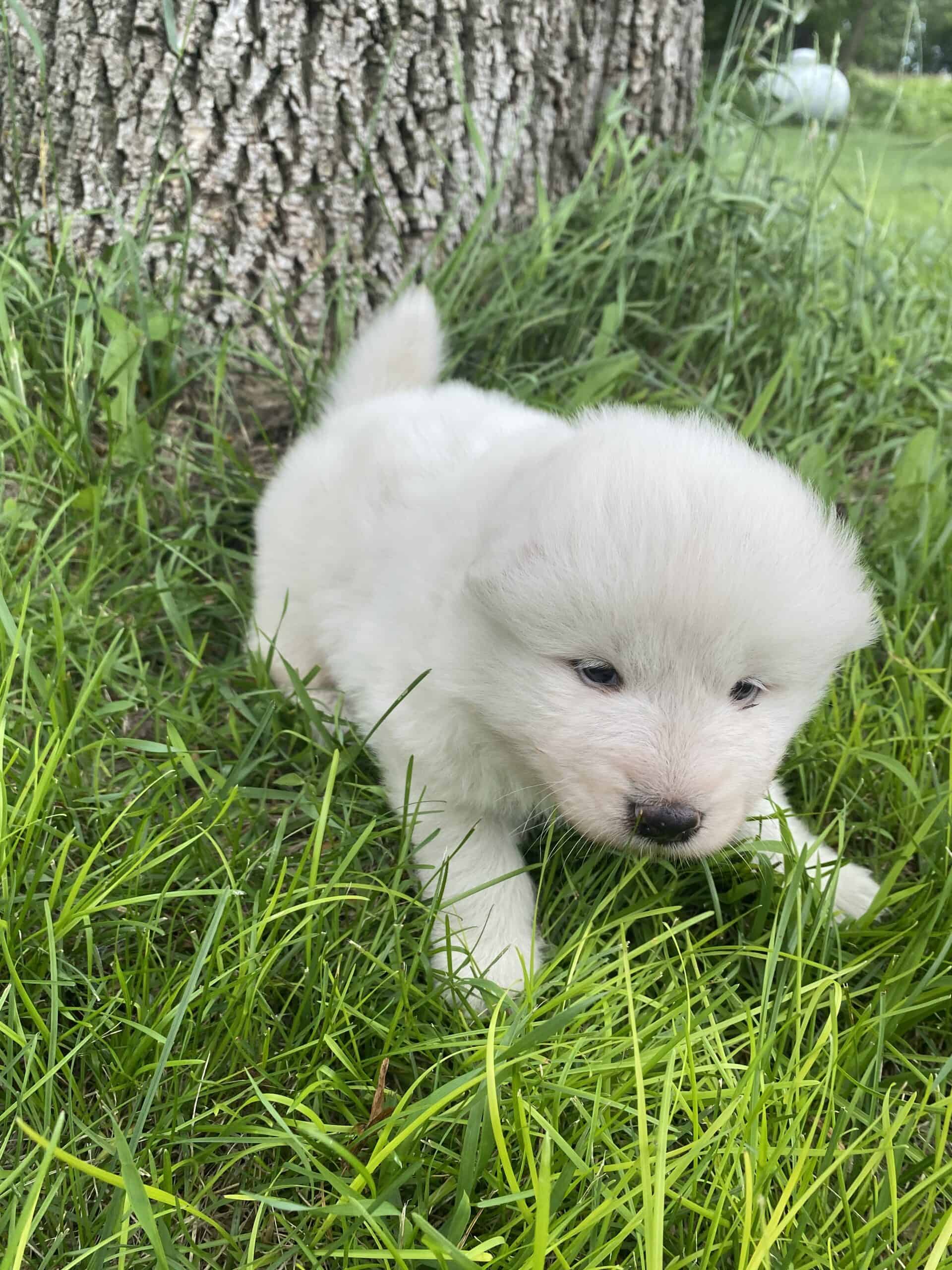 2024 November Samoyed Litter in MN | PetClassifieds.com