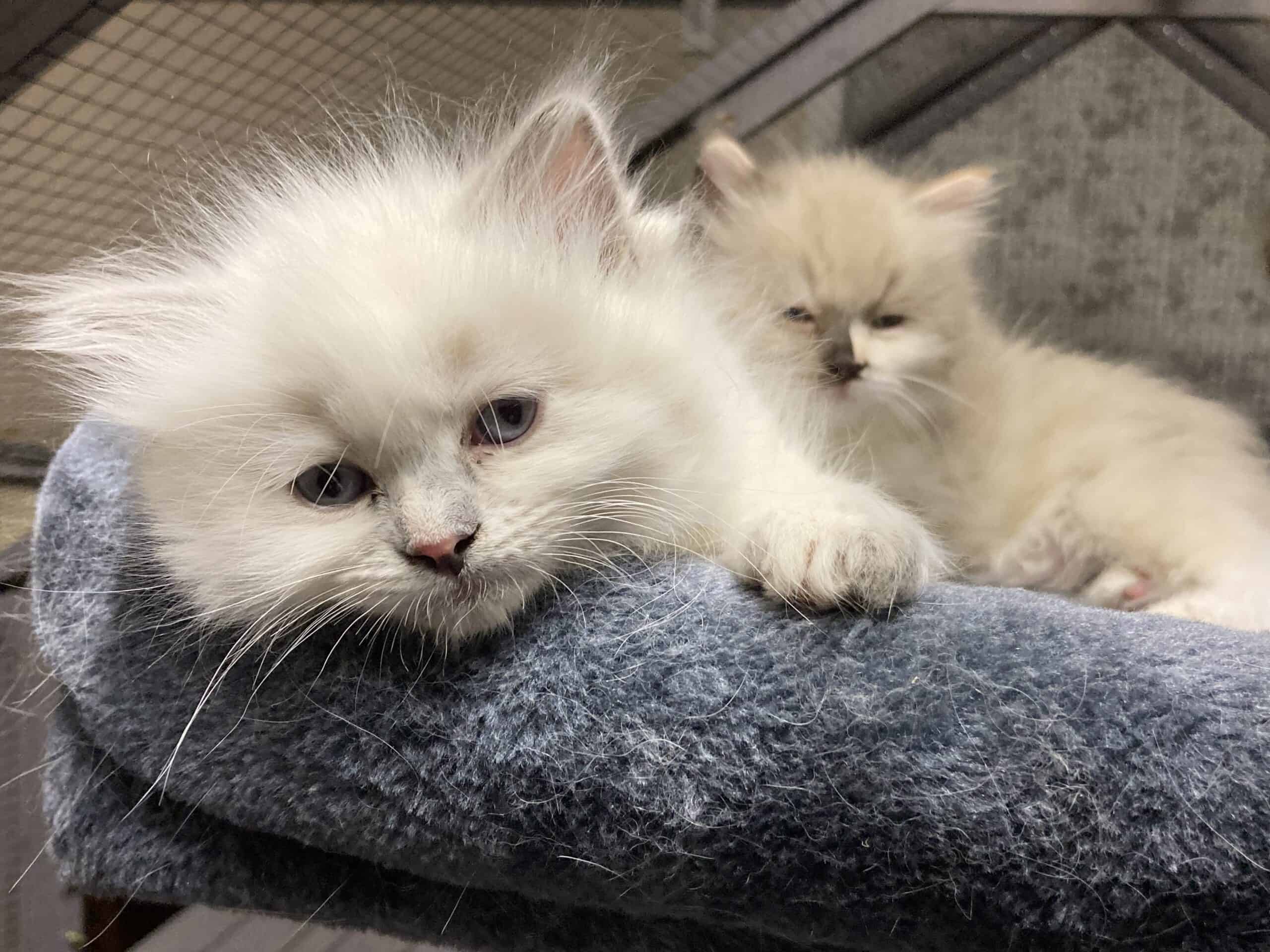 Beautiful Ragdoll Kittens 