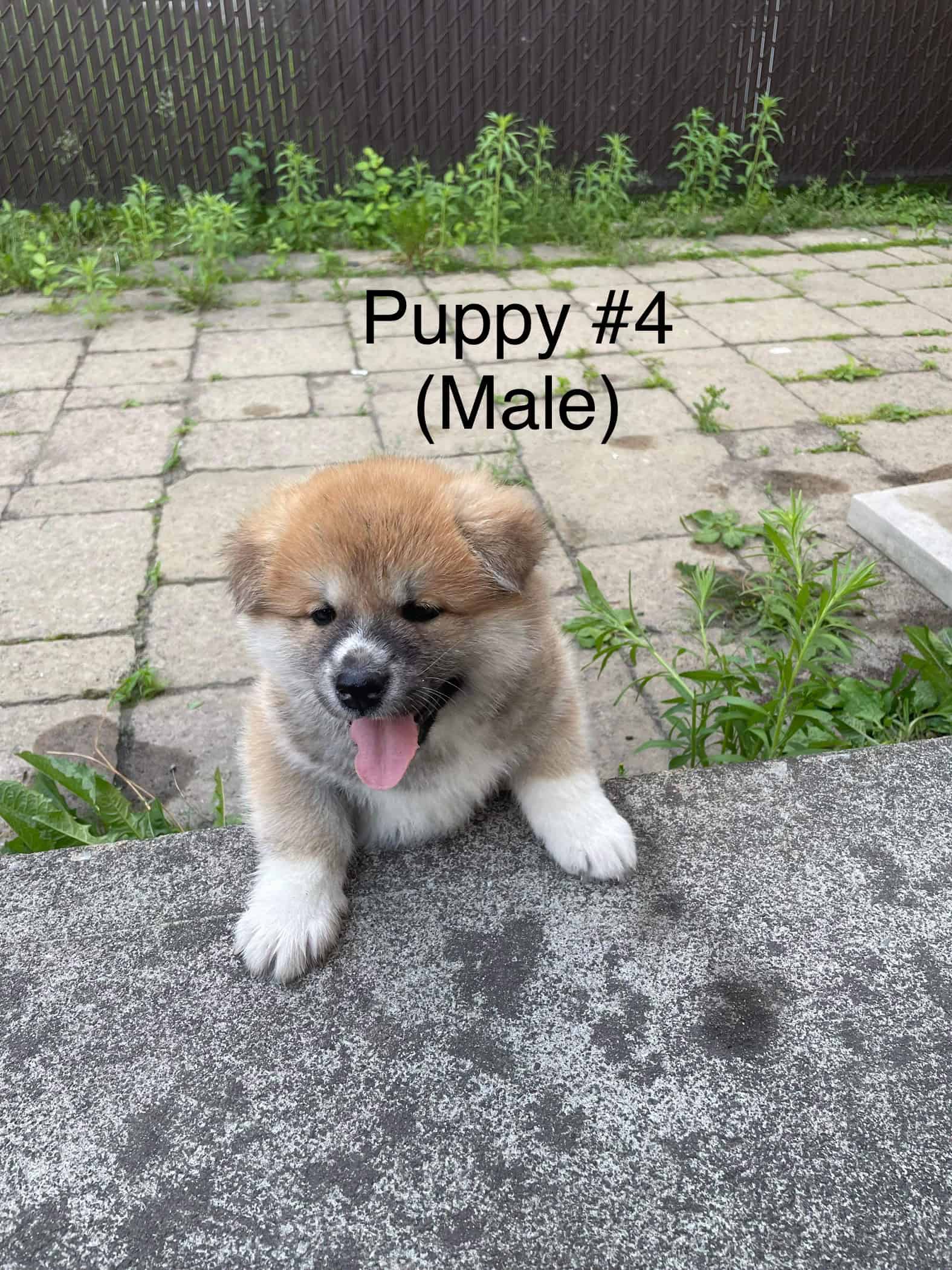 Purebred Japanese Akita puppies | PetClassifieds.com