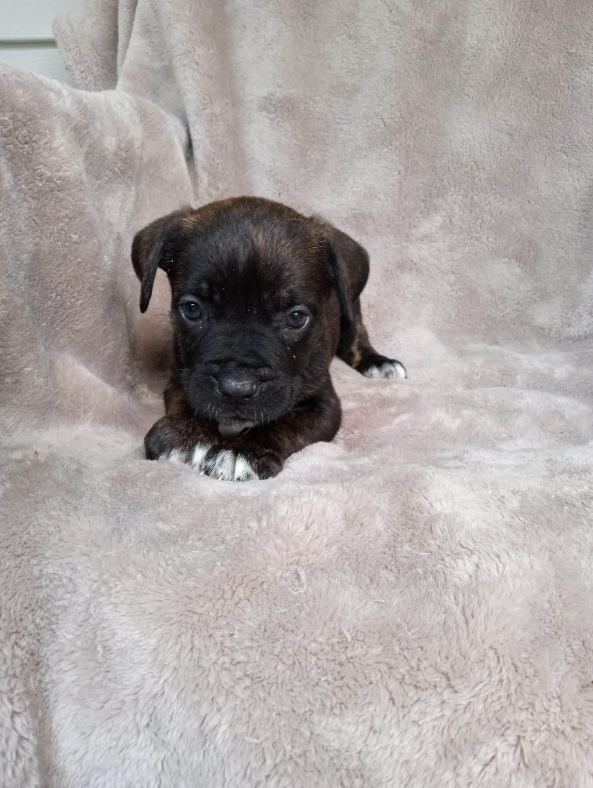 Cane Corso puppies, ICCF Registered | PetClassifieds.com