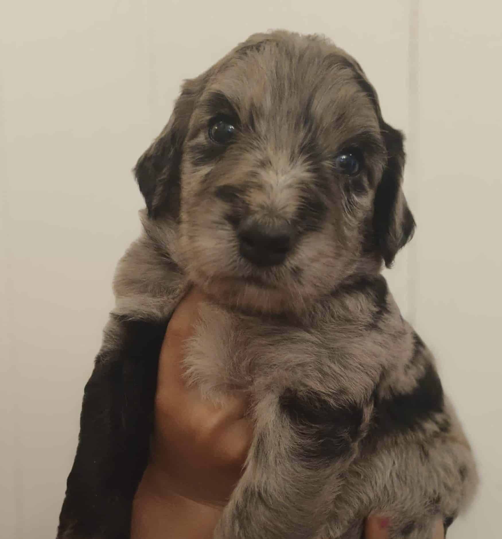 F1 Bernedoodle Tri Color Merle Female 2125