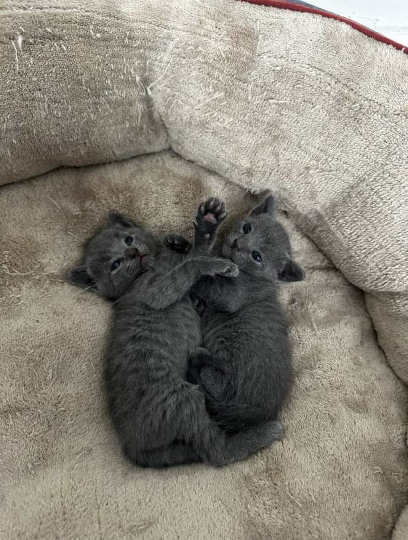 Russian Blue Litter 2 | PetClassifieds.com