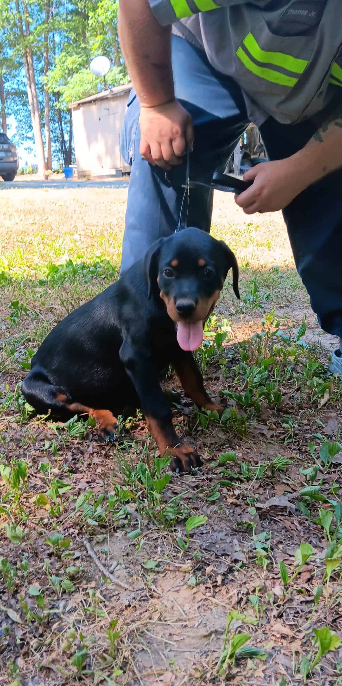 AKC Rottweiler puppy | PetClassifieds.com