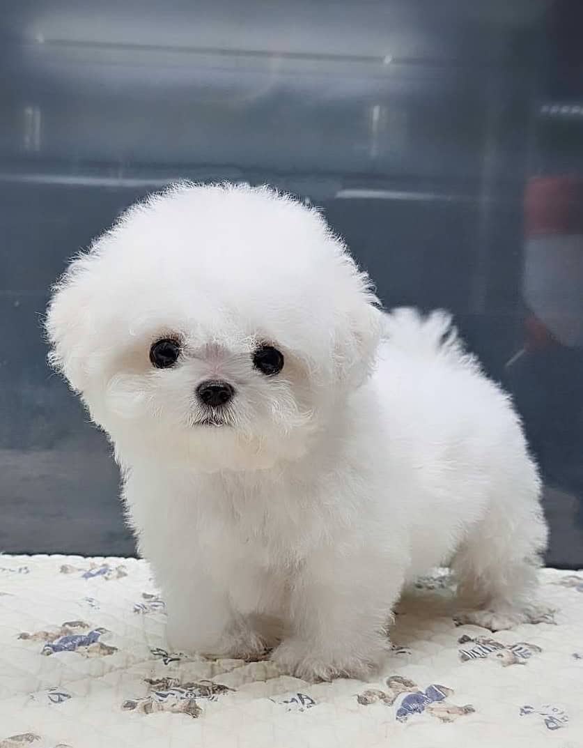 6m old 1.5lb tiny bichon frisé | PetClassifieds.com