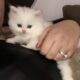 White male kitten