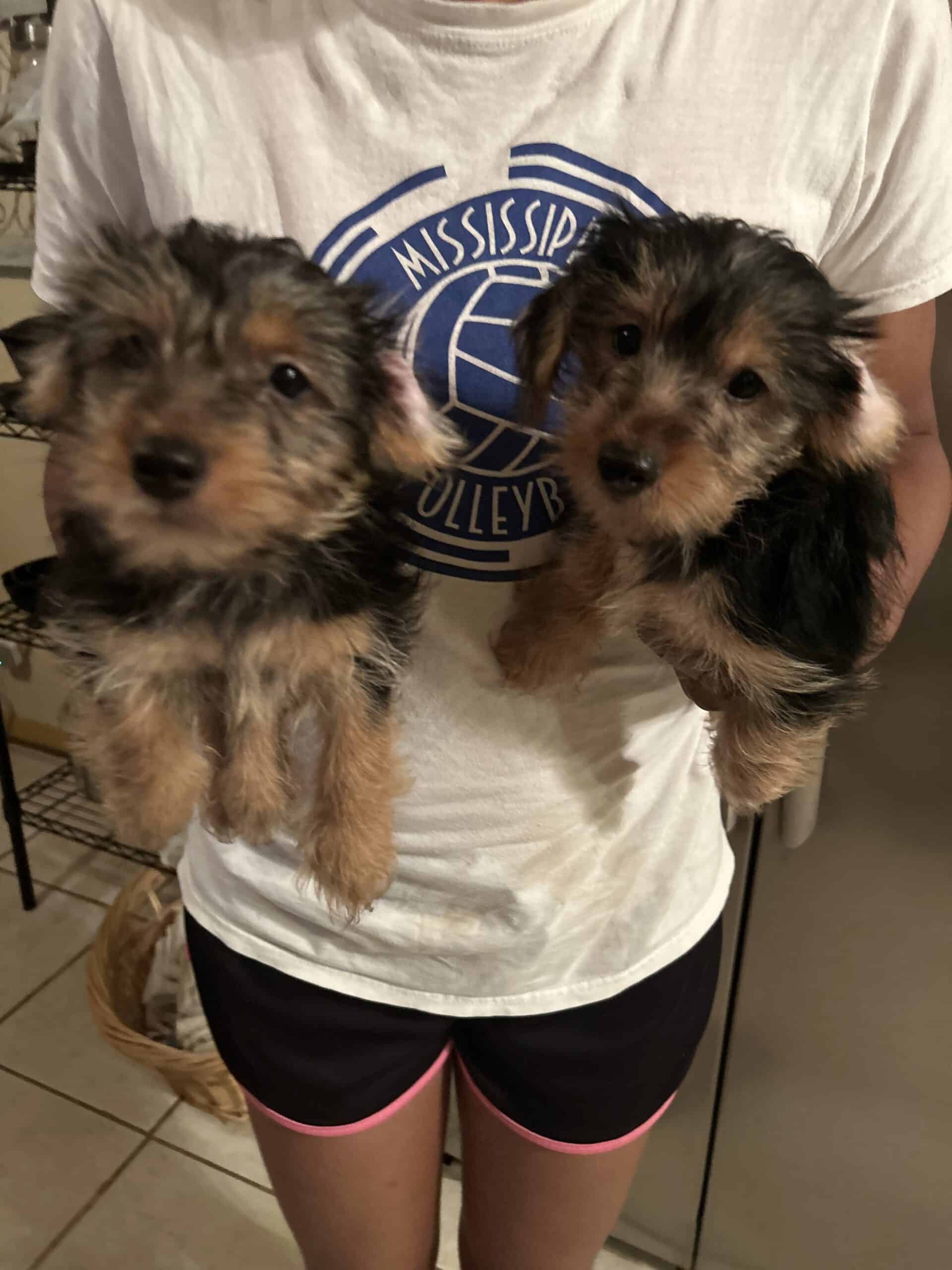 Yorkshire Terriers about 10 weeks old | PetClassifieds.com