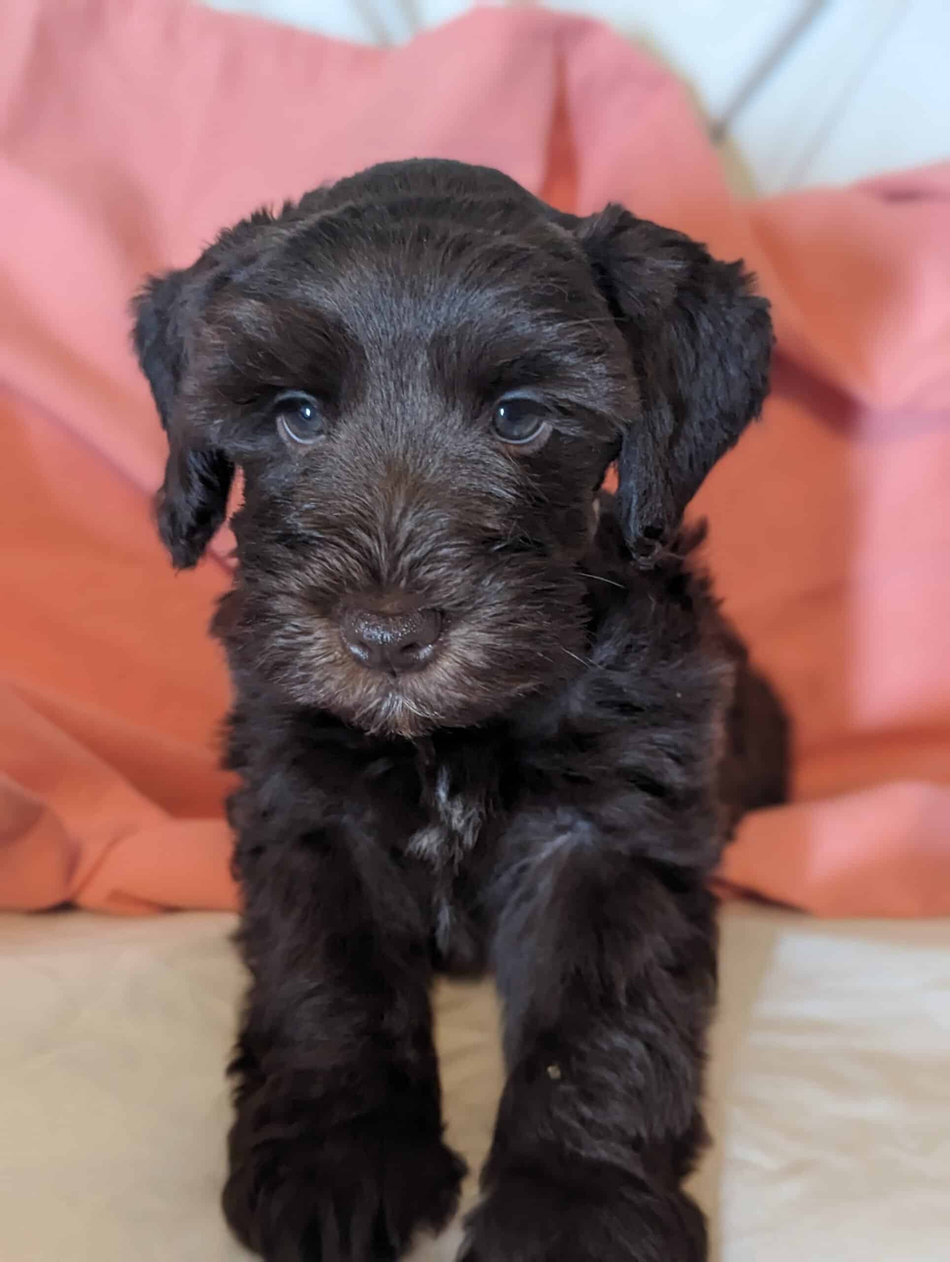 Miniature schnauzer puppies | PetClassifieds.com