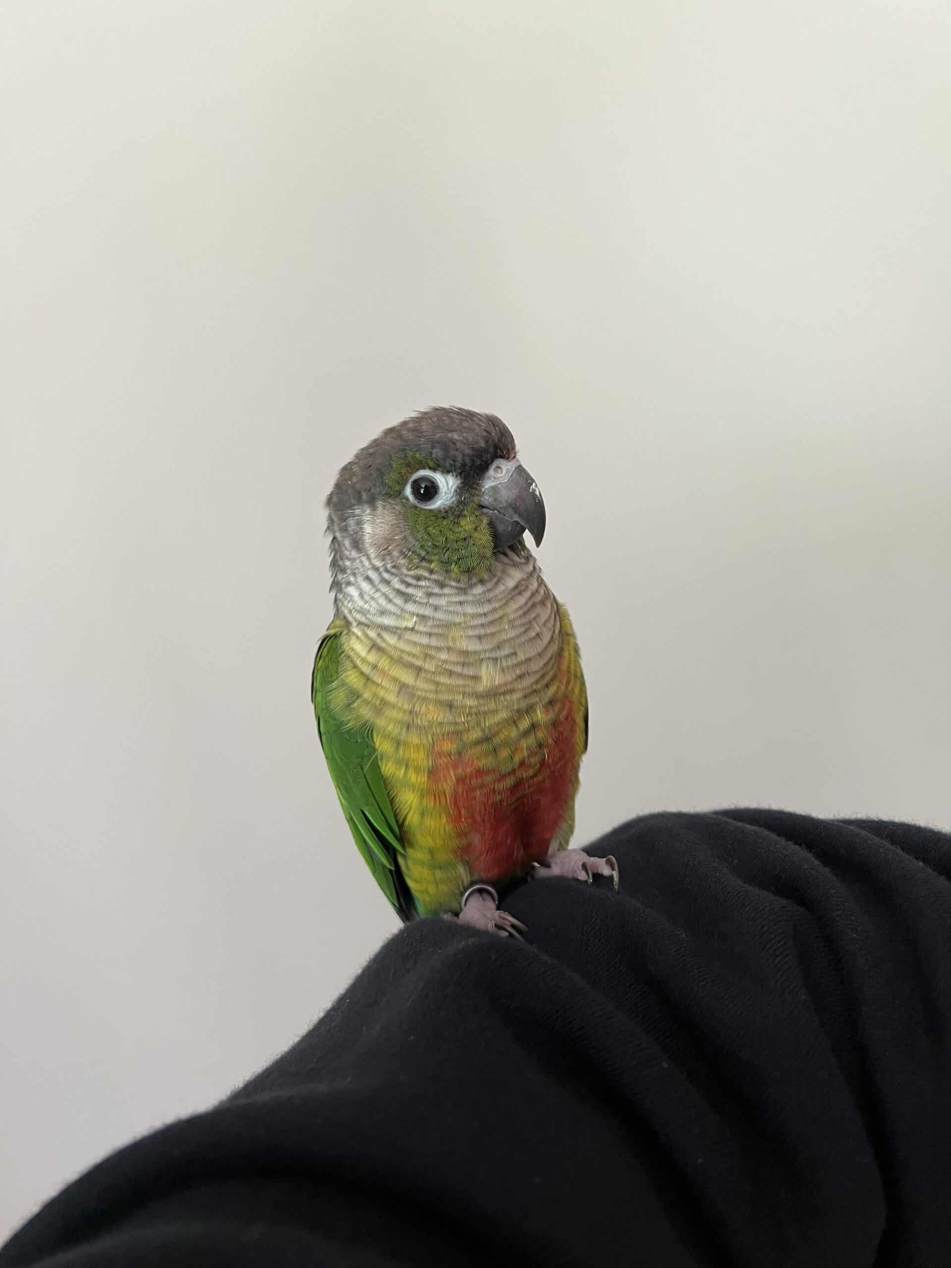 Green cheek conure | PetClassifieds.com