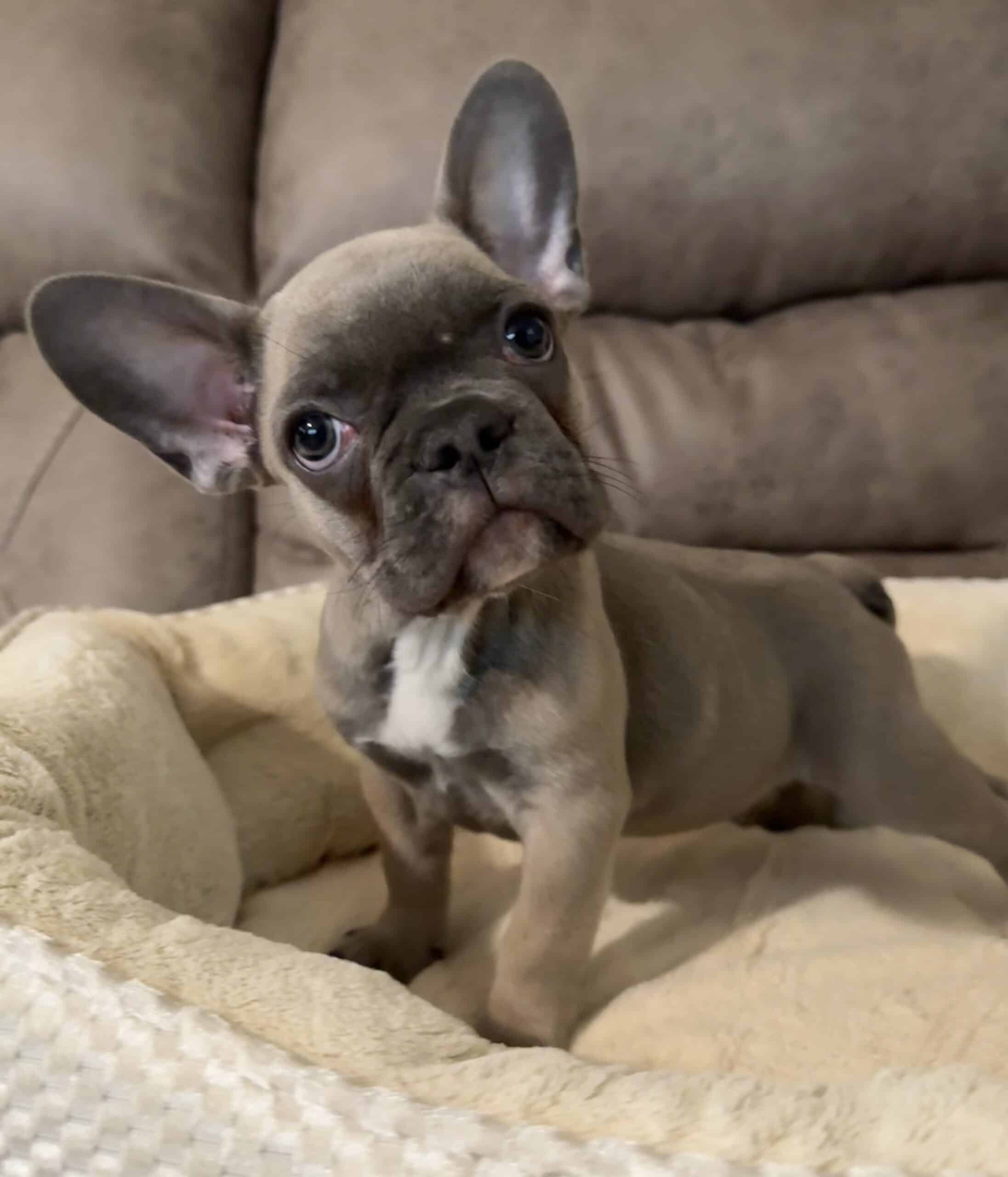 French Bulldog Puppy | PetClassifieds.com