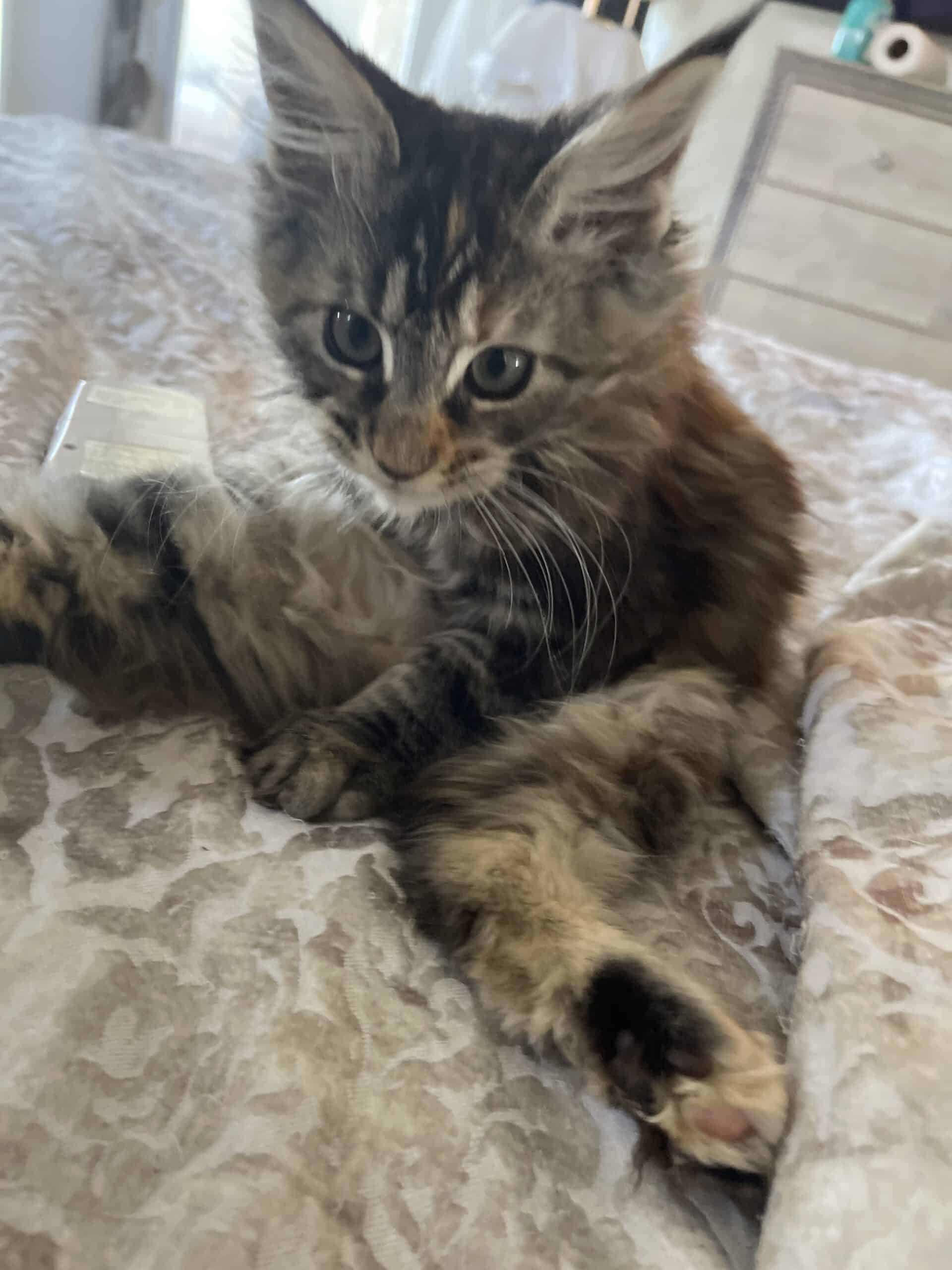 TORTIE GIRL MAINECOON | PetClassifieds.com