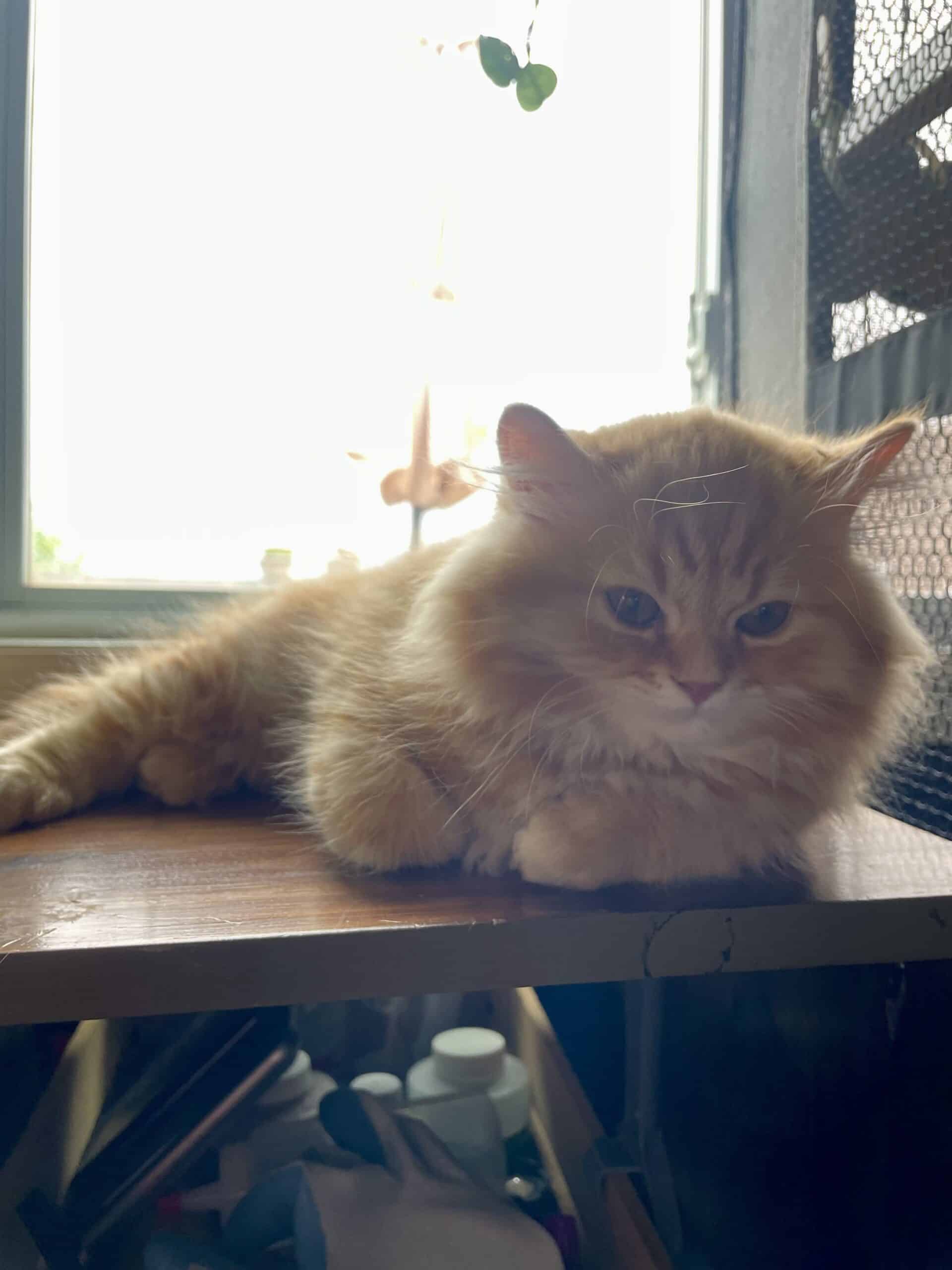 Orange Persian- Male | PetClassifieds.com