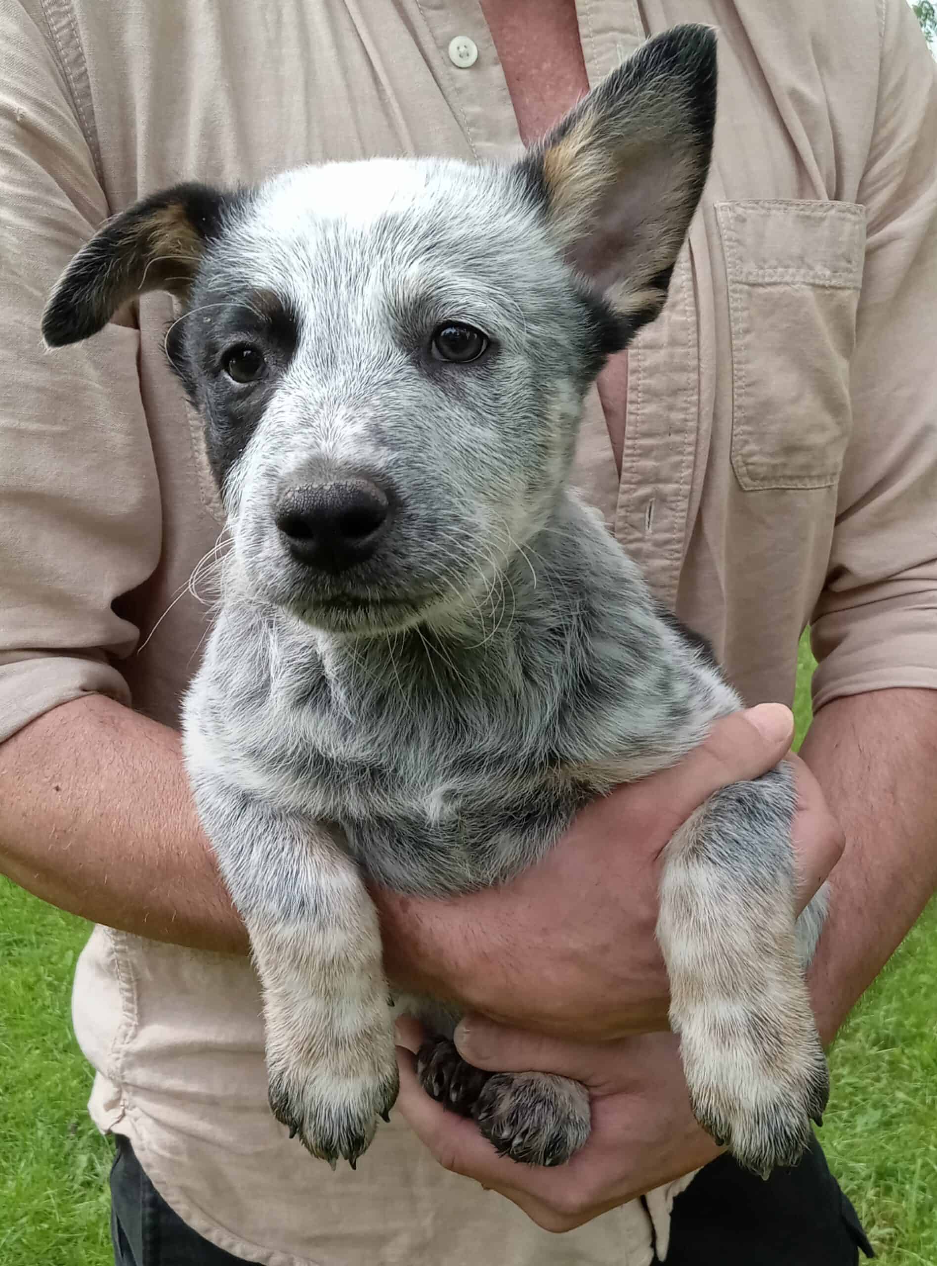 Blue Heeler Pups | PetClassifieds.com