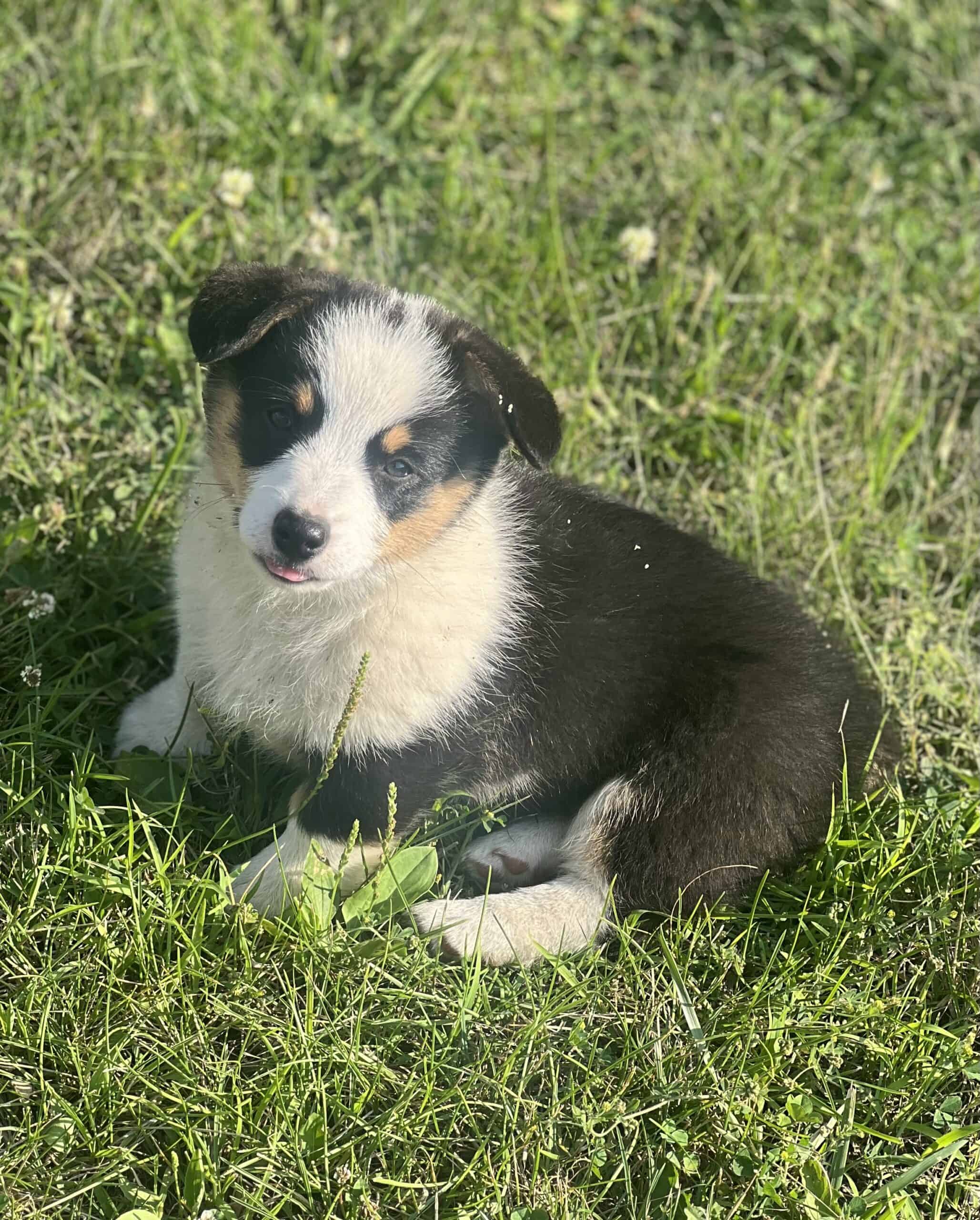 Akc pembroke corgis | PetClassifieds.com