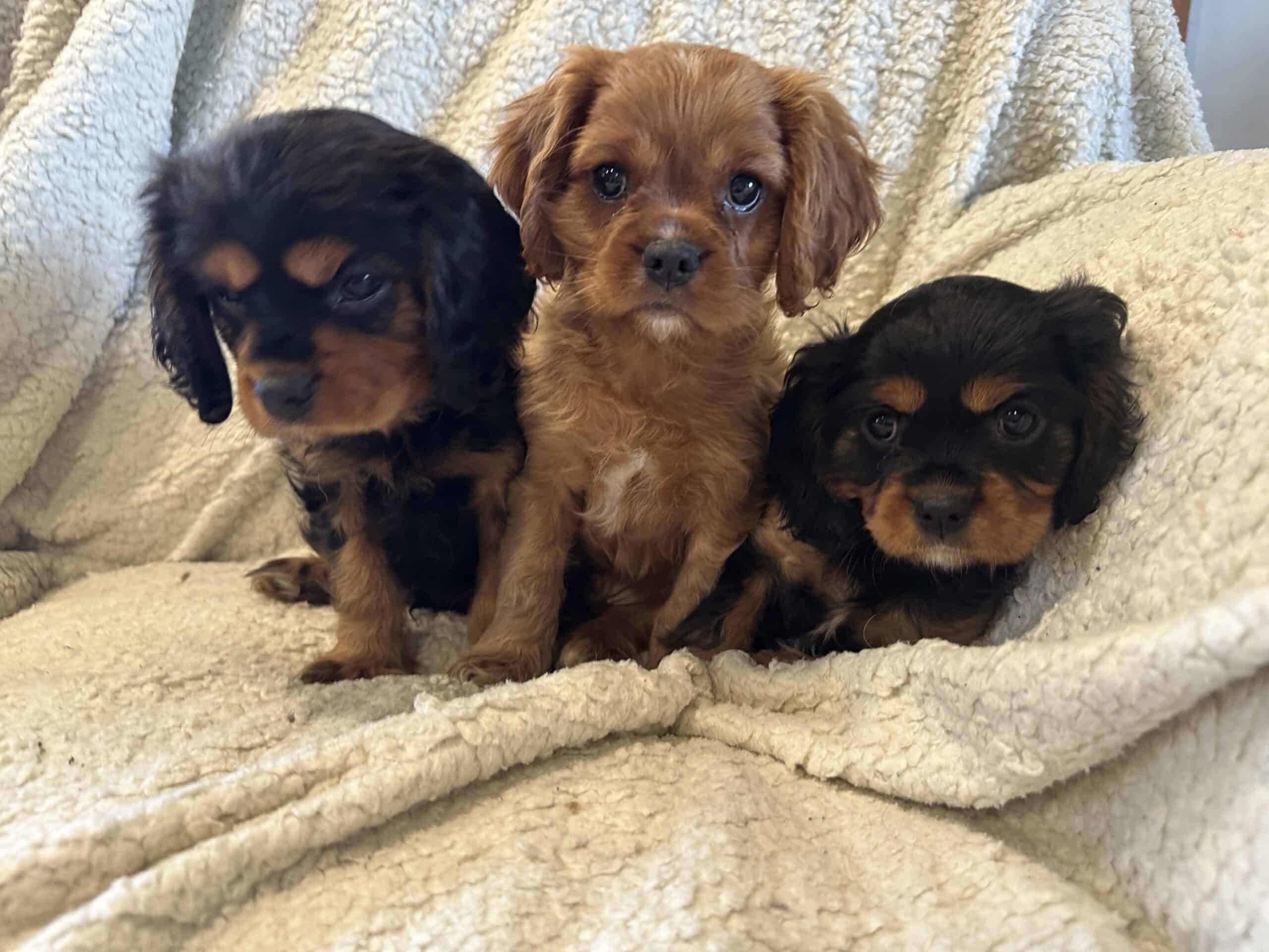 AKC Cavaliers looking for love | PetClassifieds.com