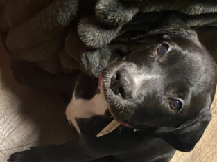 Lab/pitt mix | PetClassifieds.com