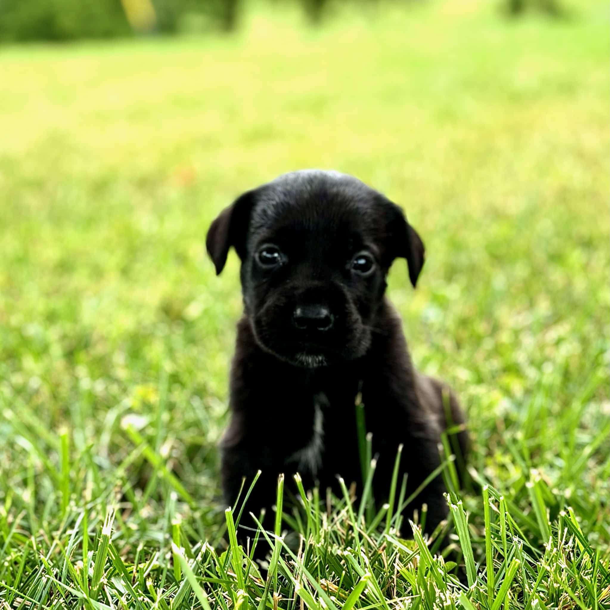 AKC CANE CORSO PUPPIES | PetClassifieds.com