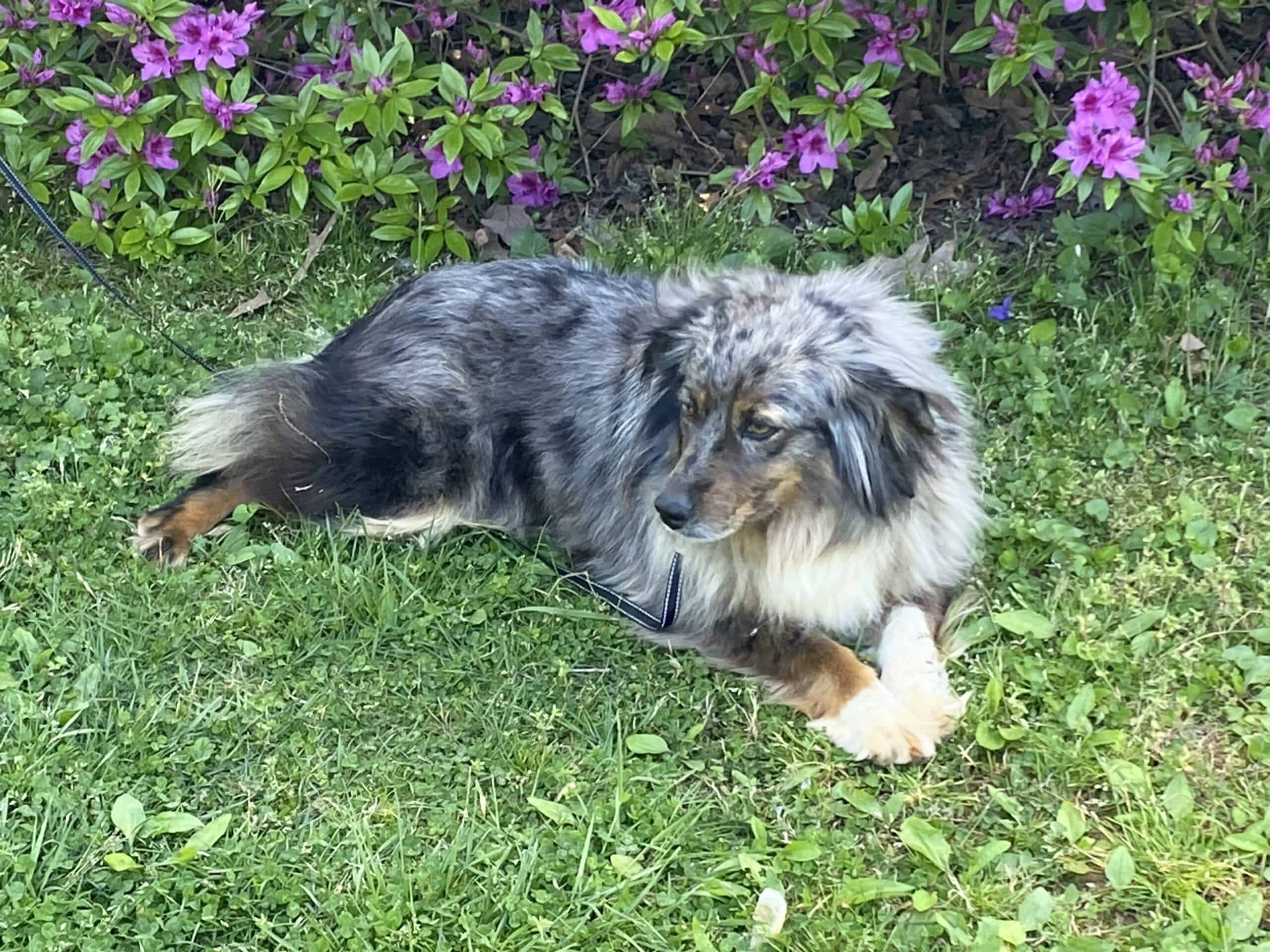 miniature-australian-shepherd-female-petclassifieds