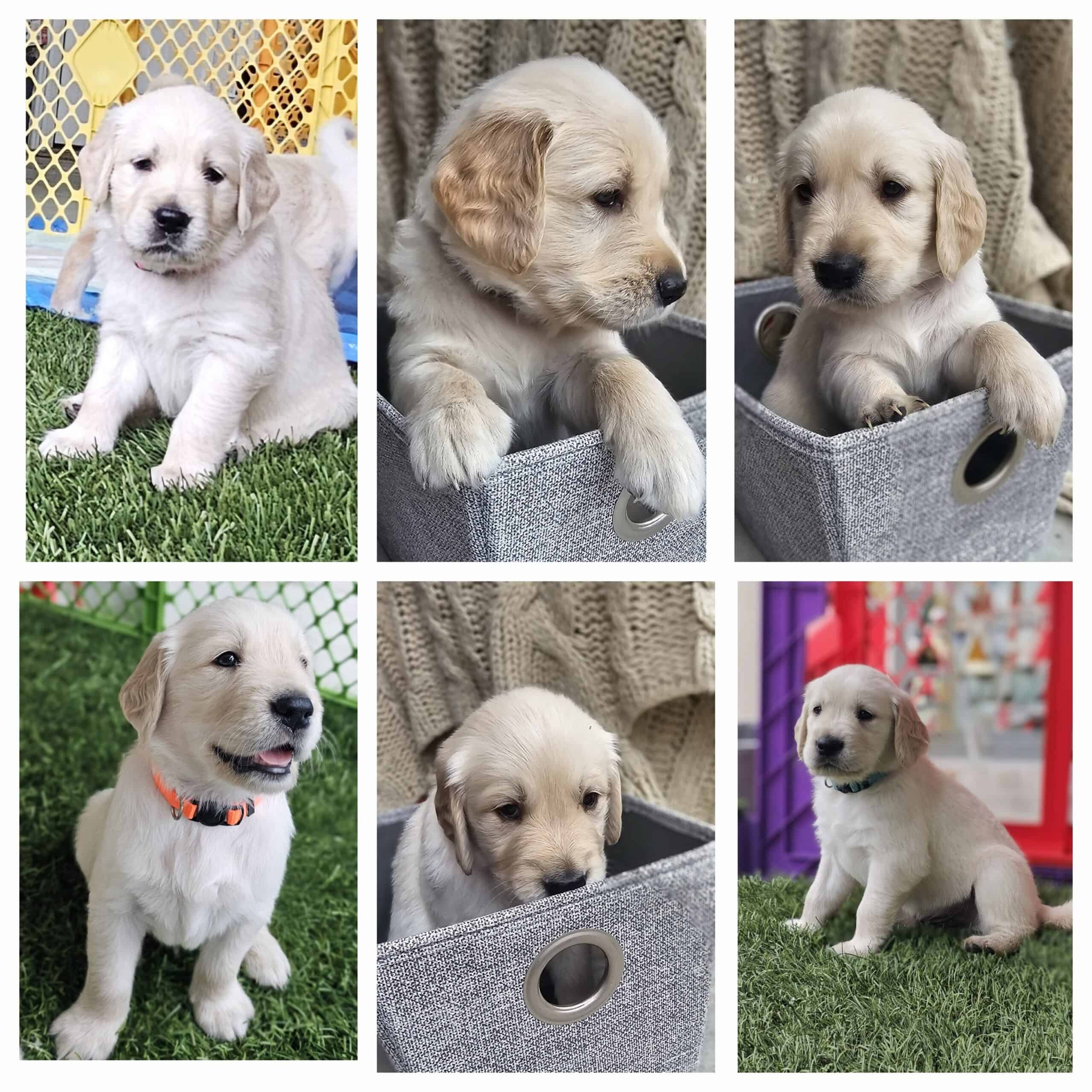 Golden Retriever pups | PetClassifieds.com