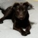 Chocolate mixed Labrador retriever | PetClassifieds.com