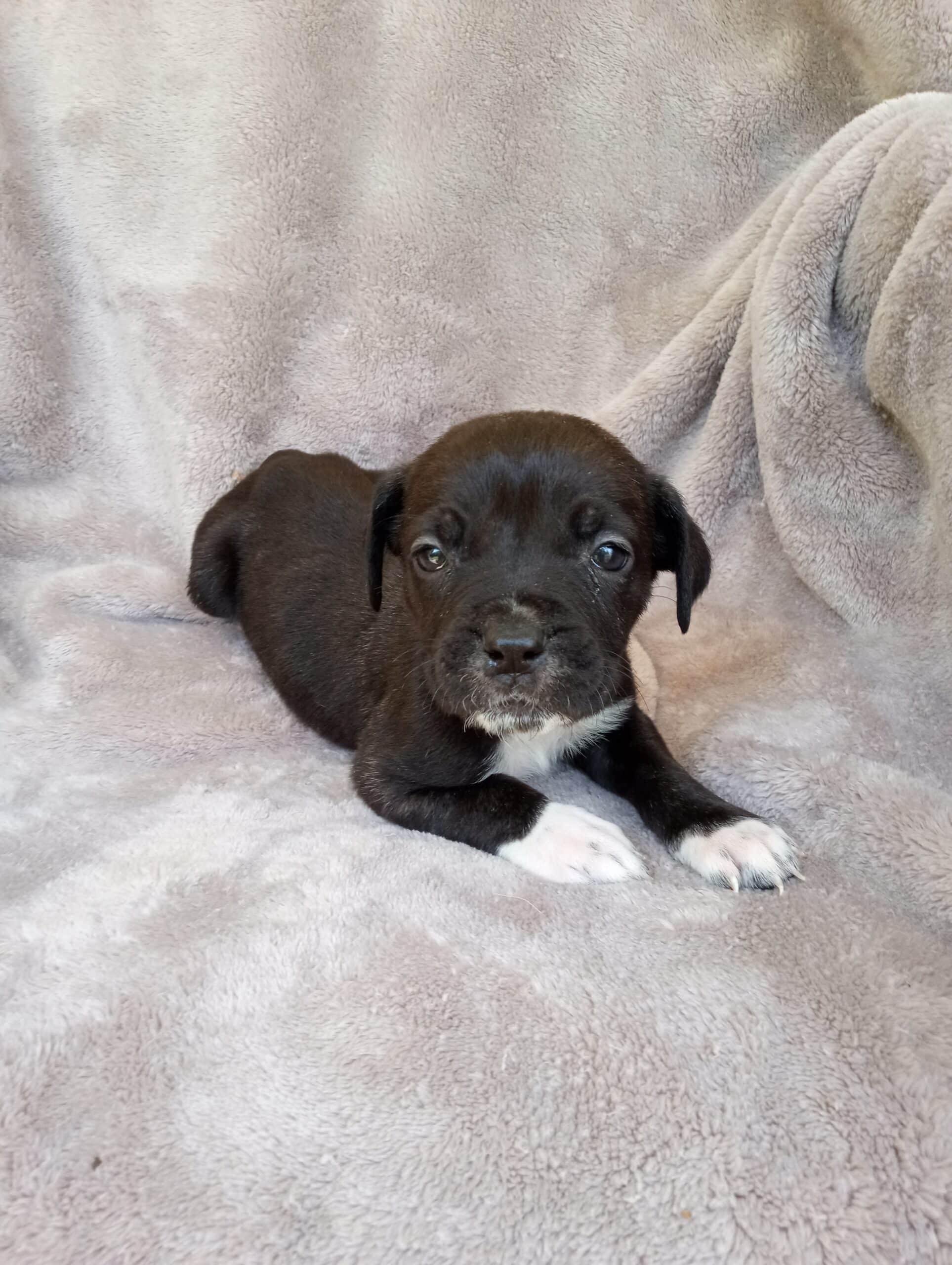 Cane Corso puppies, ICCF Registered | PetClassifieds.com