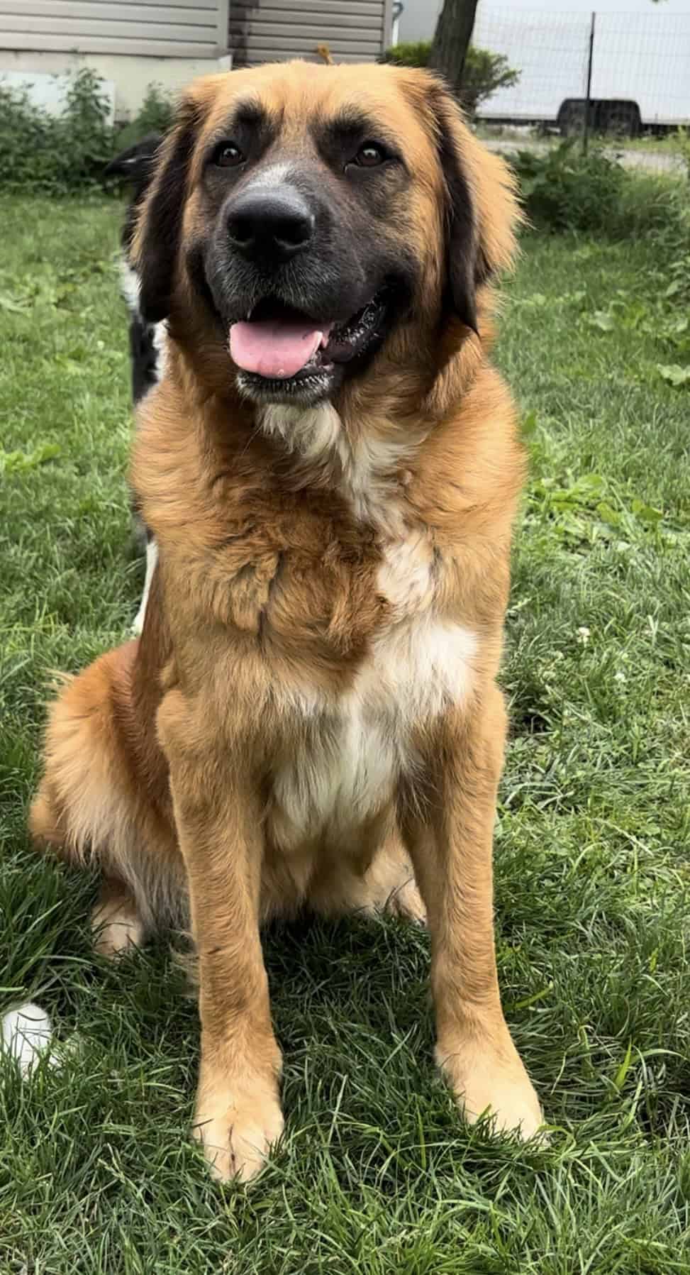 Saint Bernard shepherd mix | PetClassifieds.com