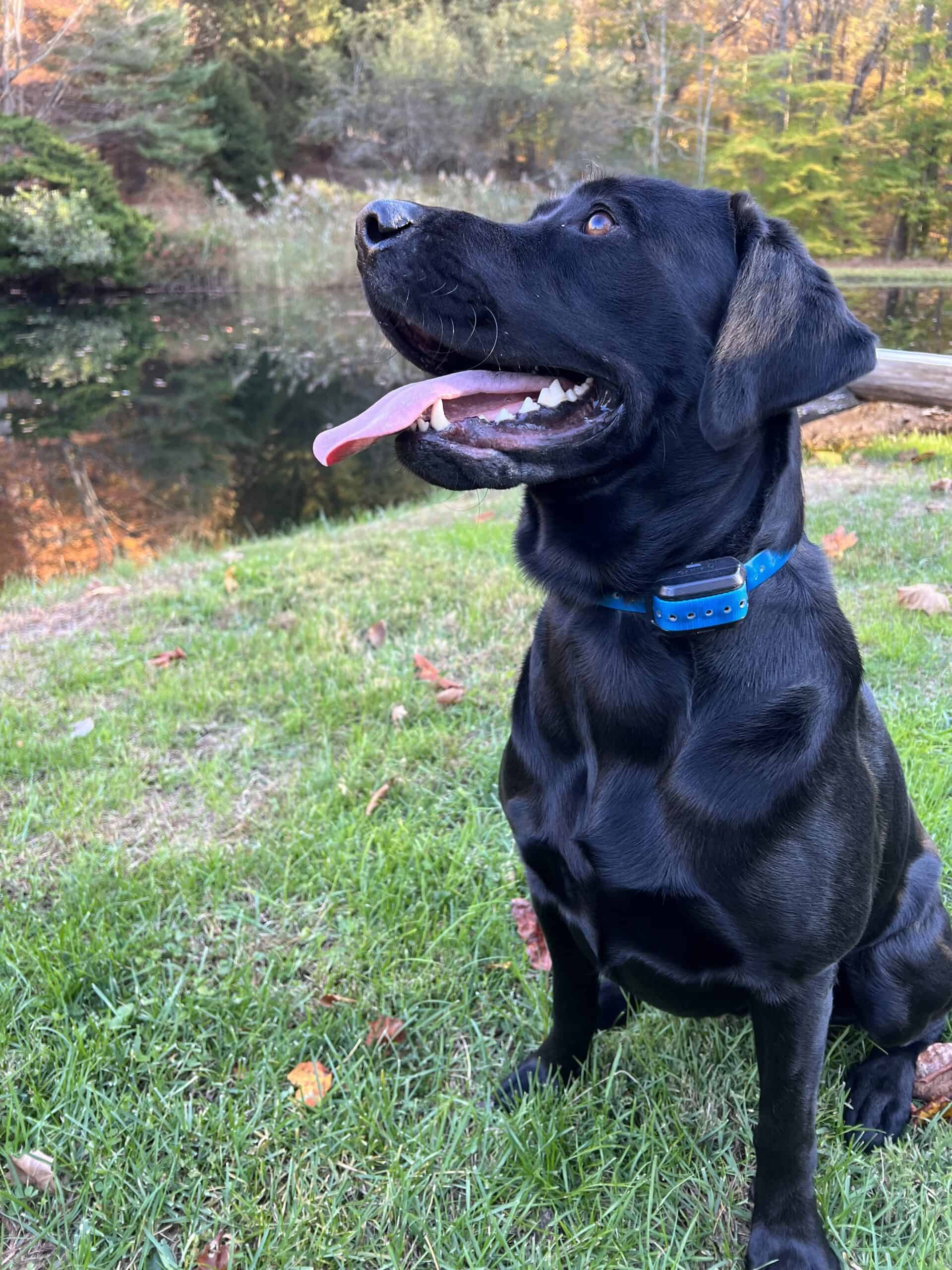 Labrador Retrievers Puppies for Sale!