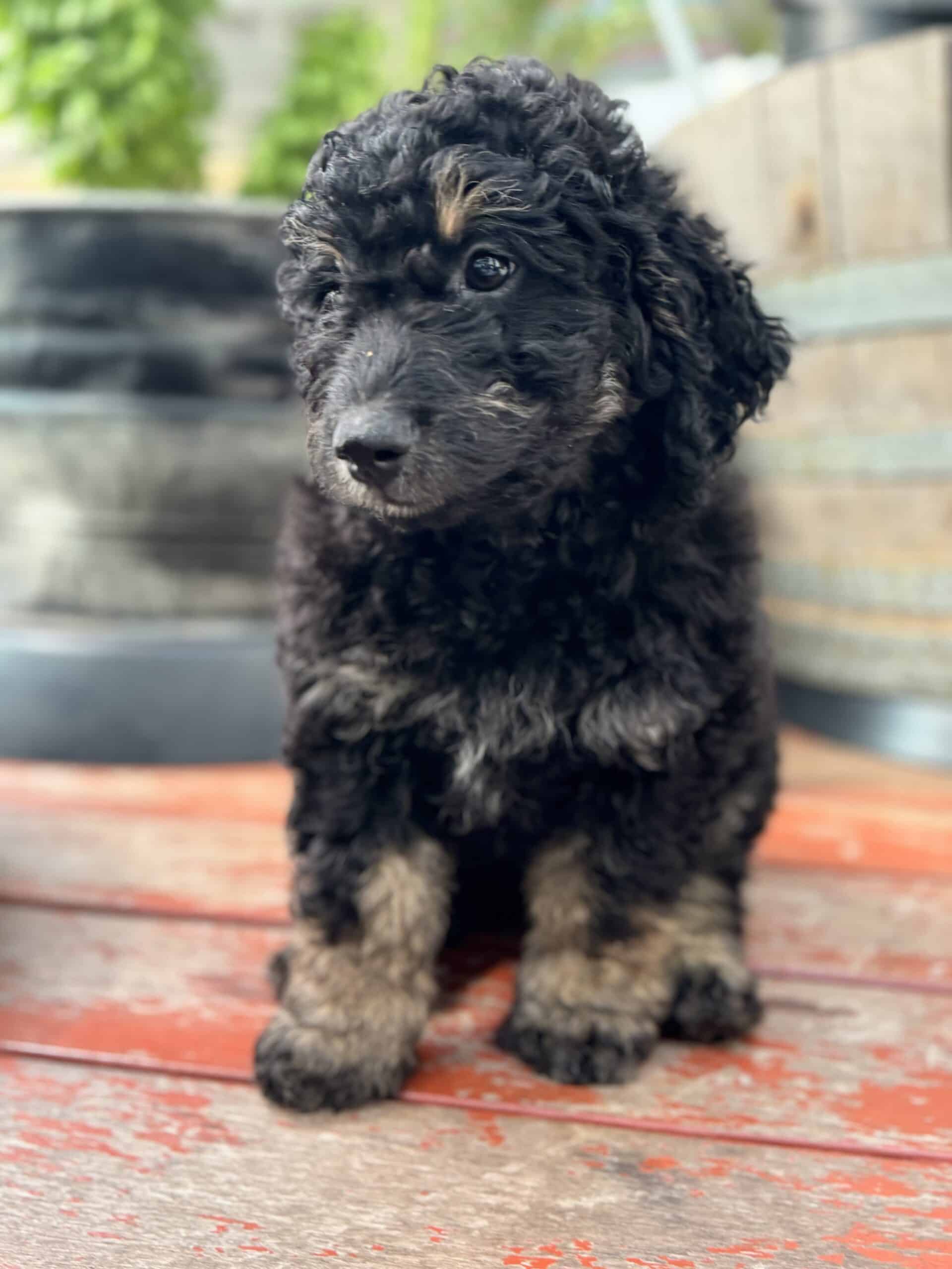 Blue Phantom Merle Bernedoodle Puppies | PetClassifieds.com