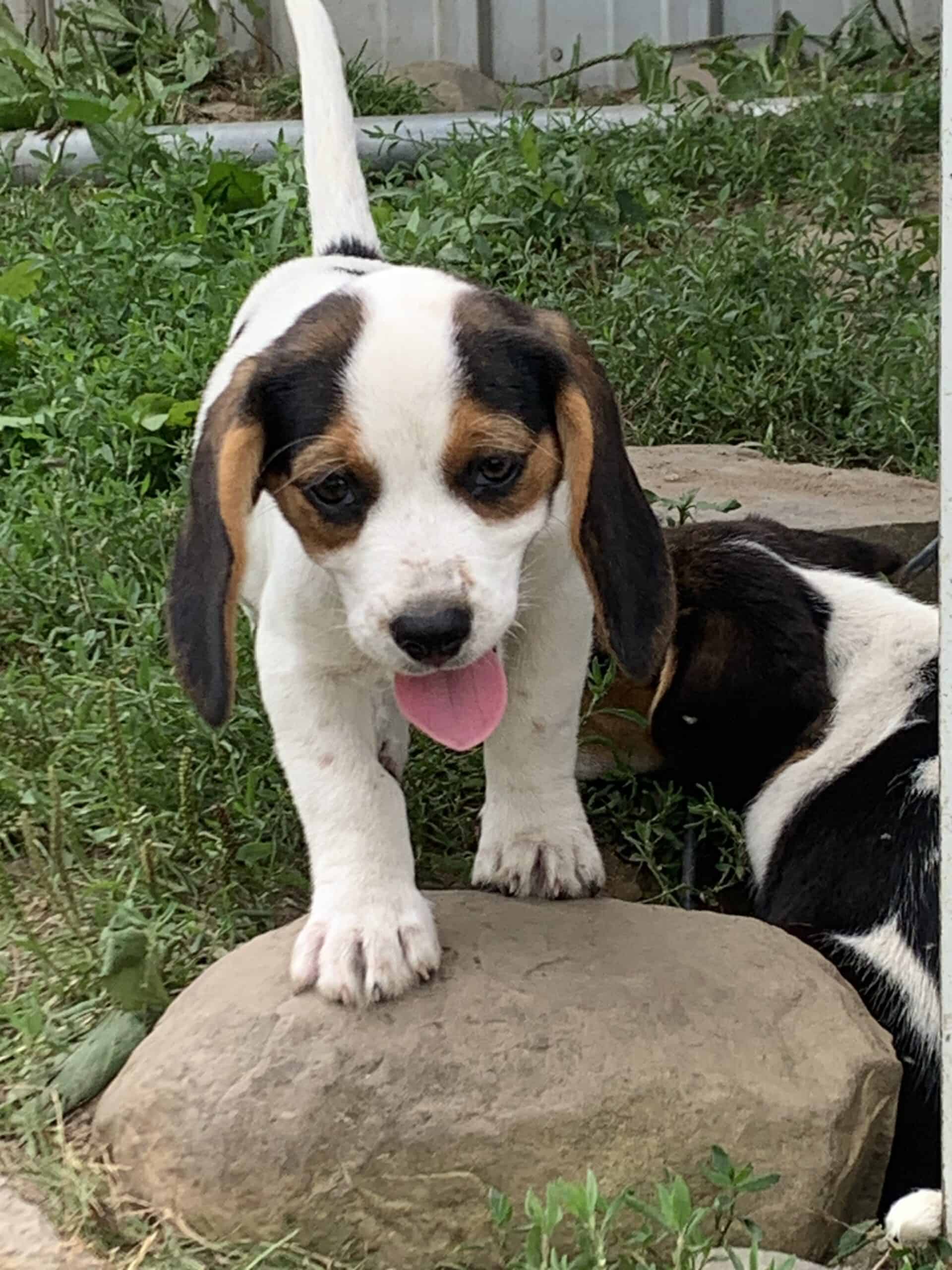 5 tri colored beagle pups, hunting and house dogs | PetClassifieds.com