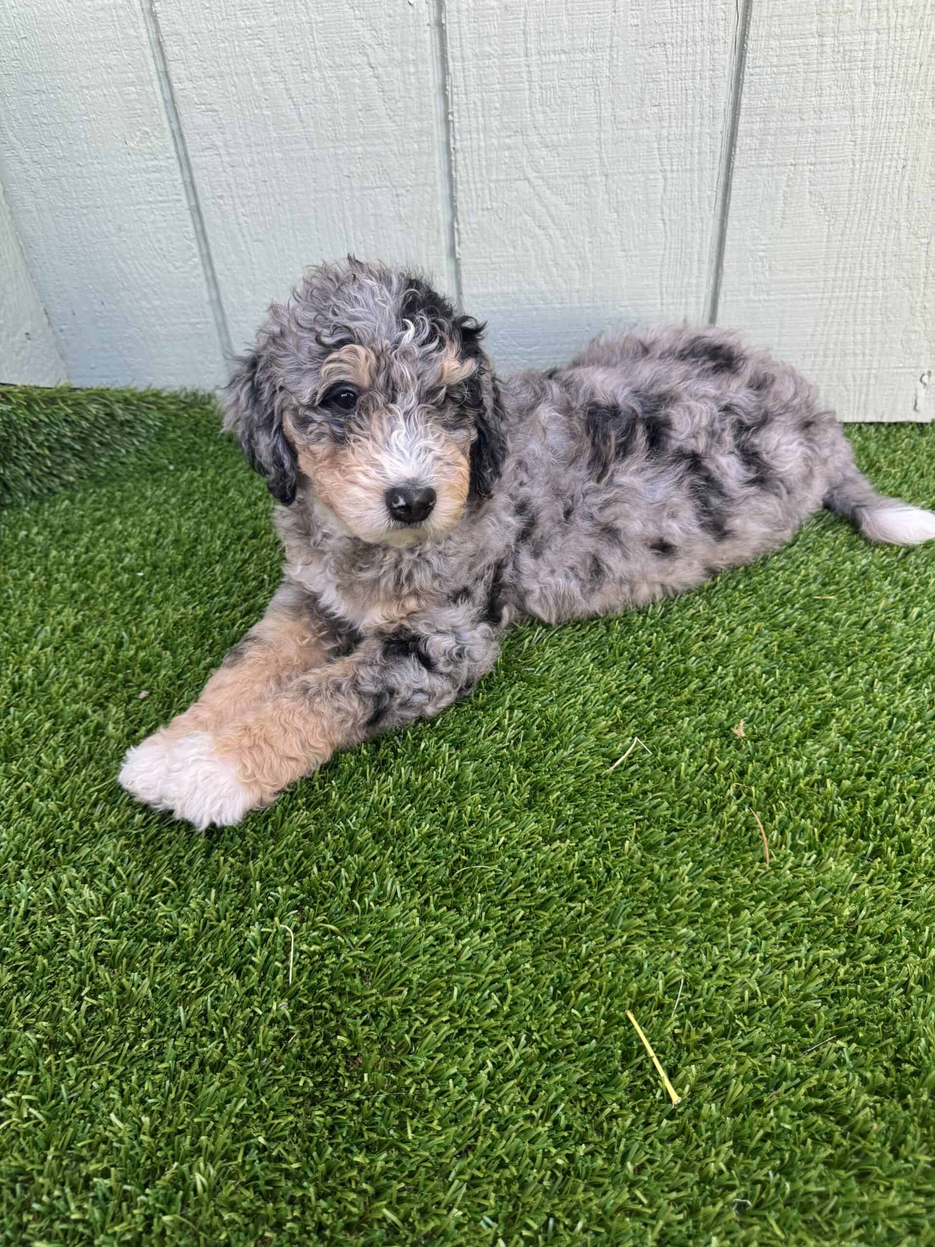 Blue Phantom Merle Bernedoodle Puppies | PetClassifieds.com