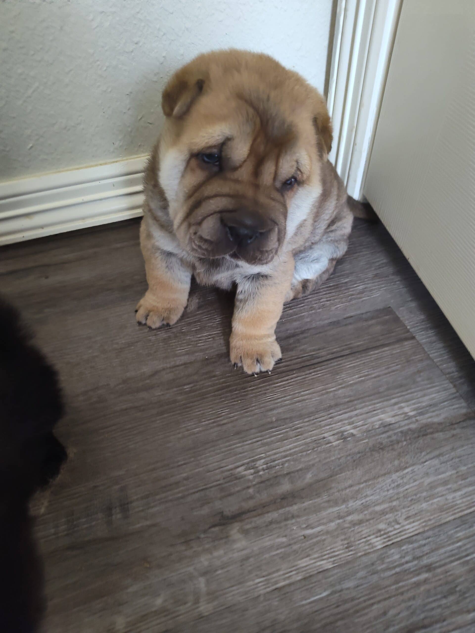 Shar pei pups | PetClassifieds.com