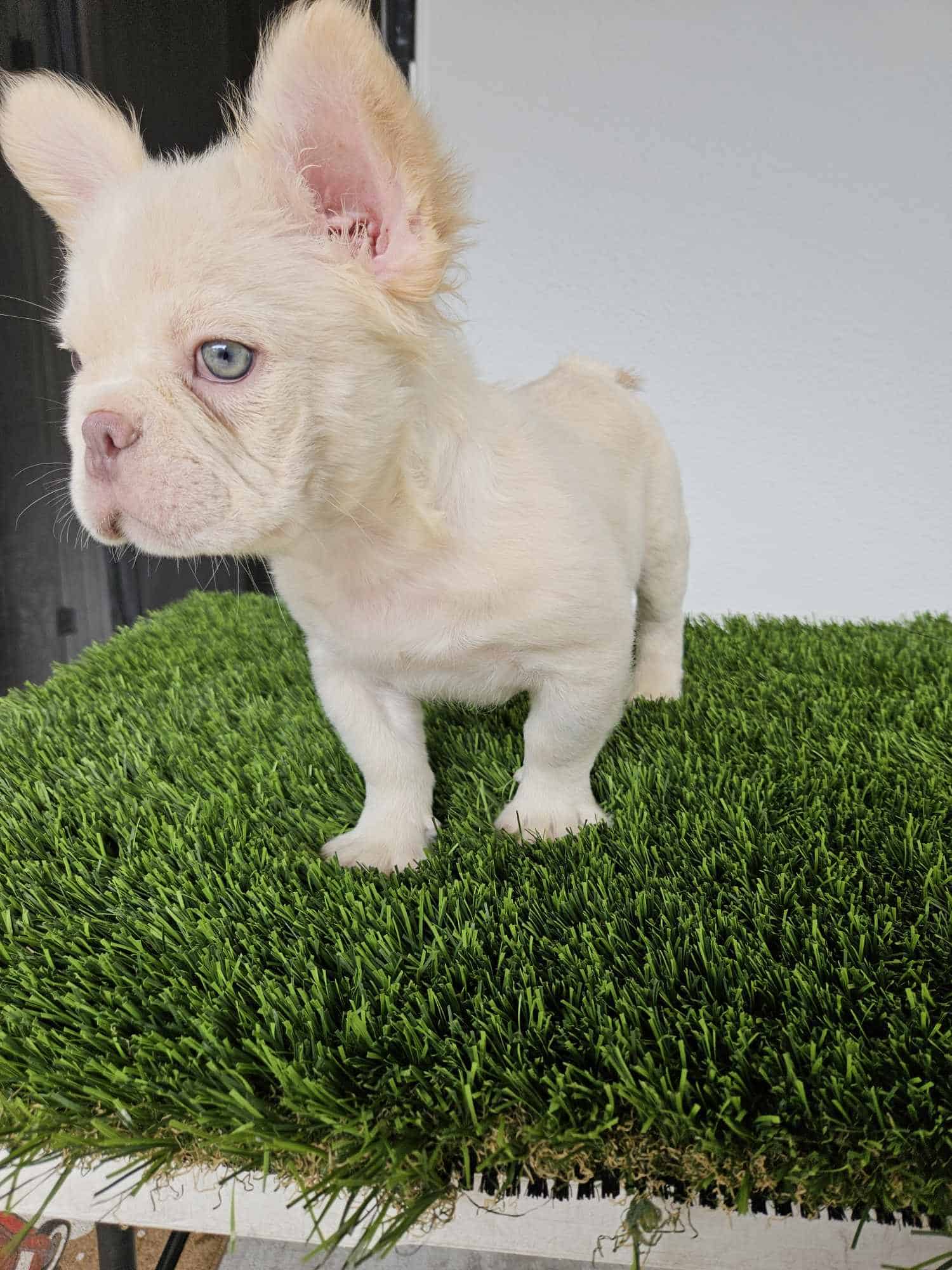 Cutest Frenchie rare color puppy | PetClassifieds.com