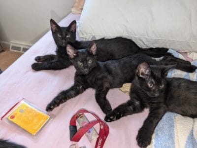 AWESOME ALL BLACK KITTIES