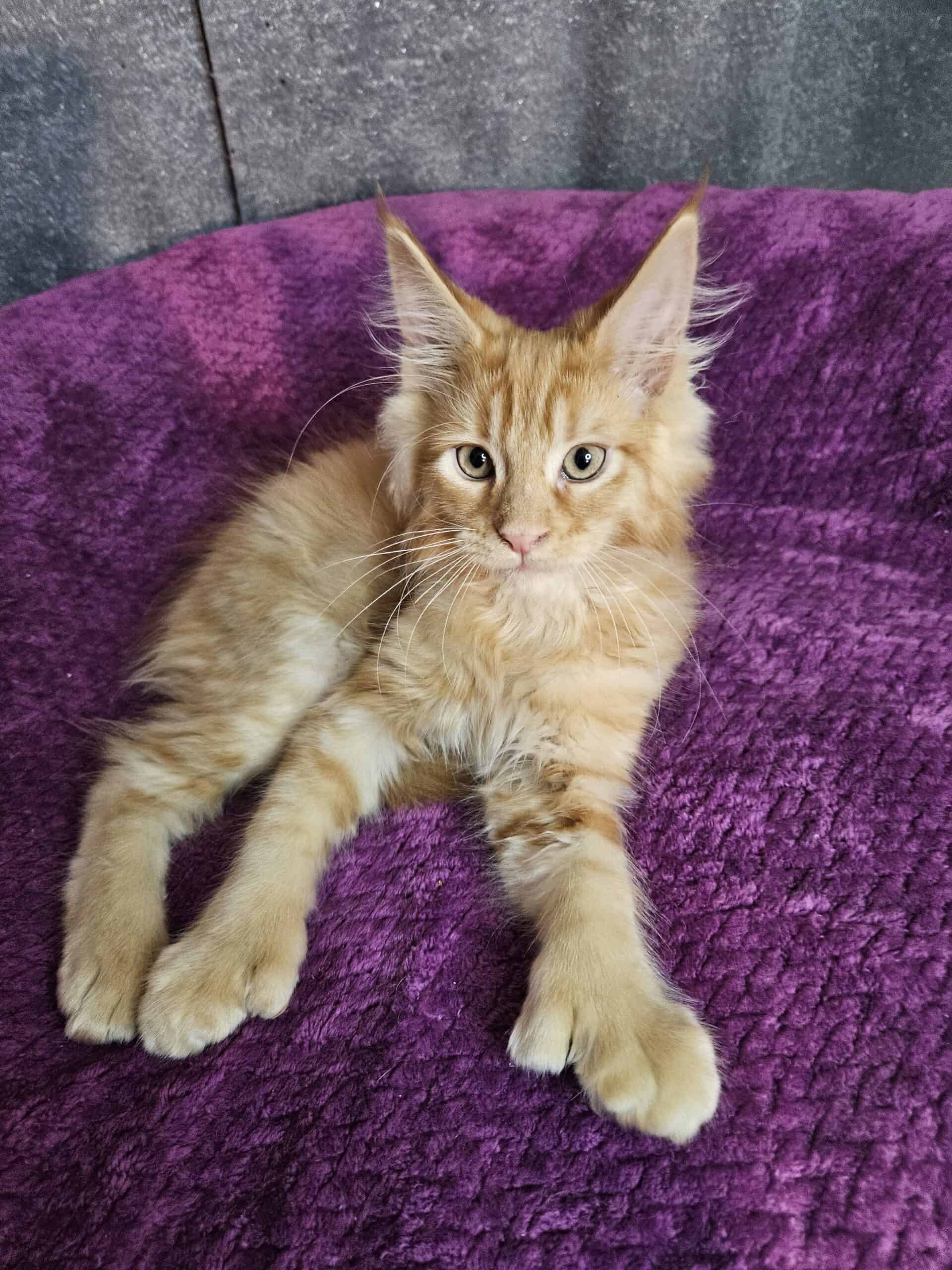 Charmimg Red Polydactyl Male Maine Coon Kitten | PetClassifieds.com