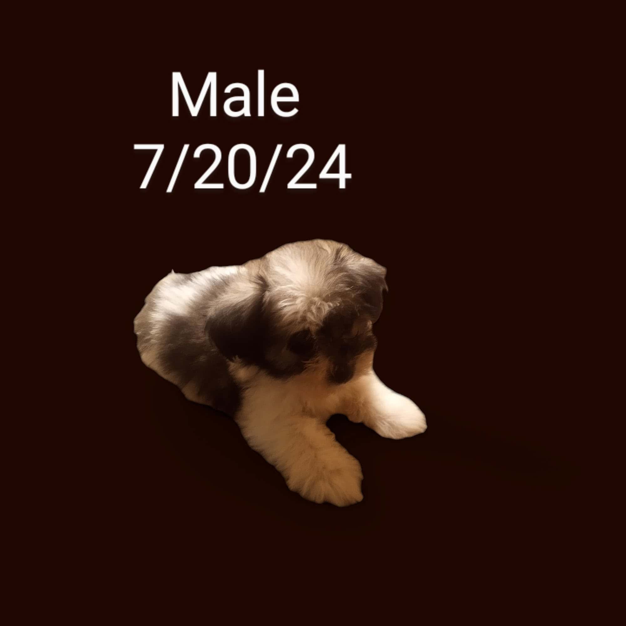 Caldwell Tx Maltipoos 700 or Dachshund 500 Puppies | PetClassifieds.com