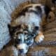Beautiful Aussie Puppies