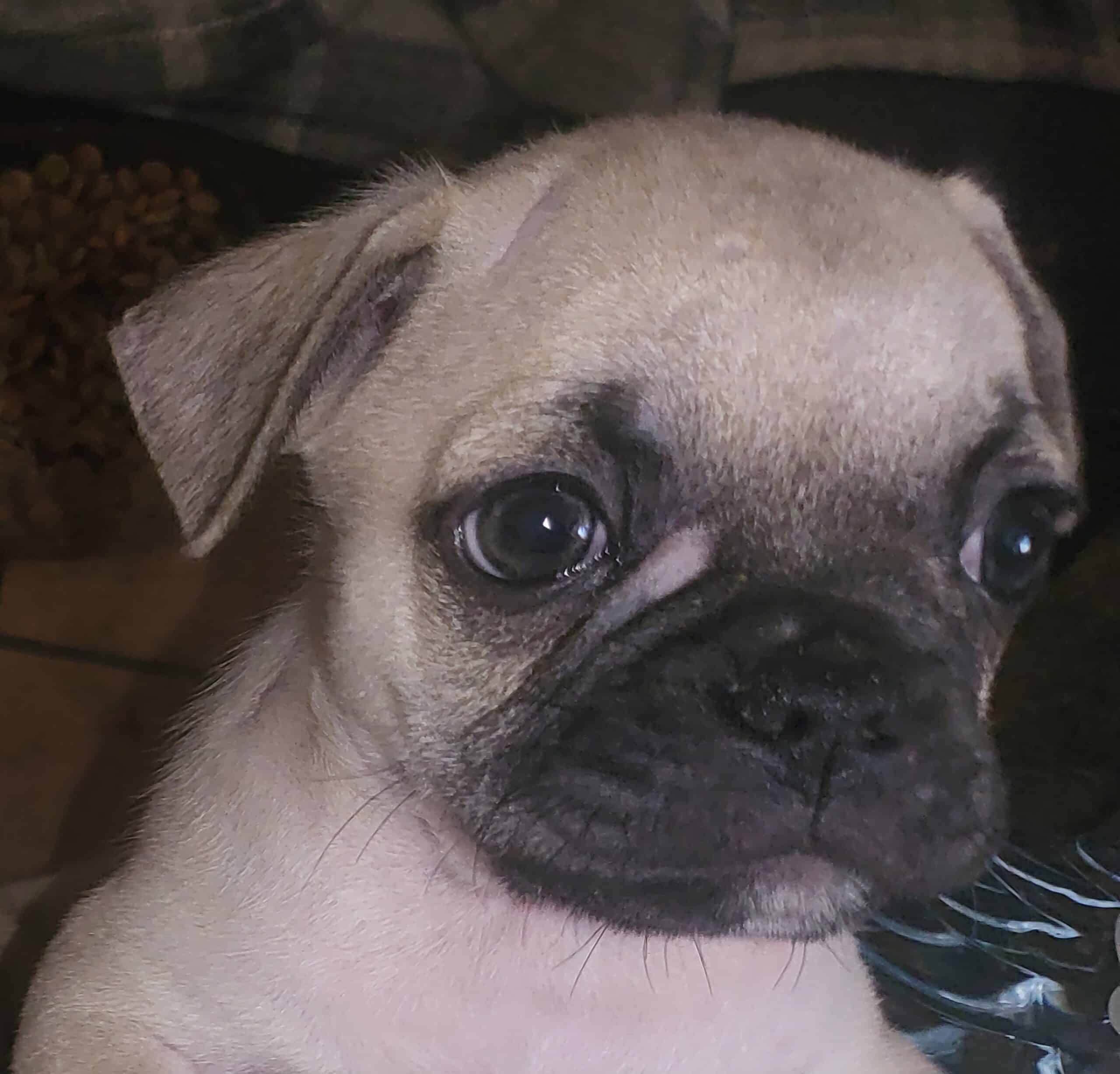 Micro Frenchie Pugs | PetClassifieds.com