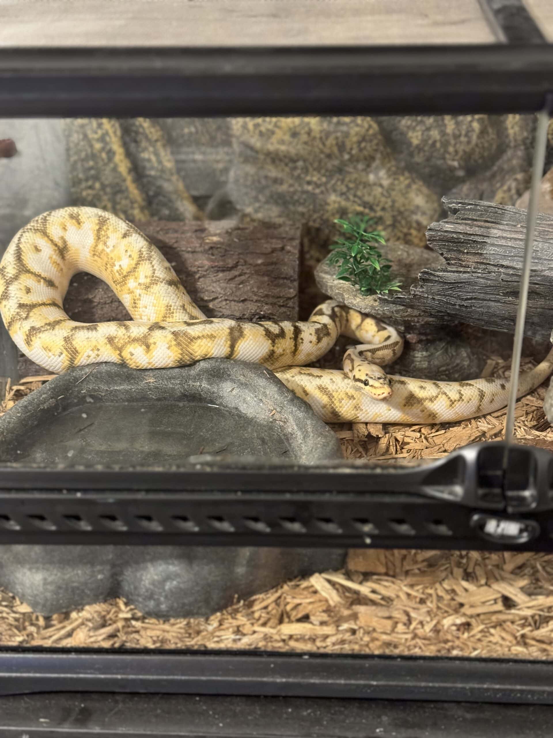 BALL PYTHON FOR SALE- flexible pricin…