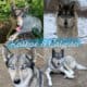 Spring Lowcontent Wolfdog Litter in MN